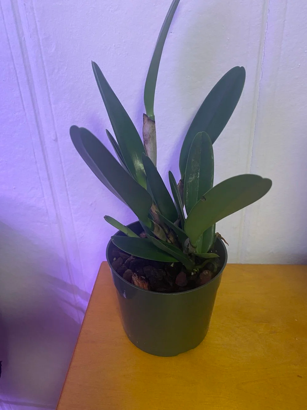 Rlc-Mem-Helen_Kyrcz-Volcano-Queen-on-wooden-table-in-6-inch-pot.png
