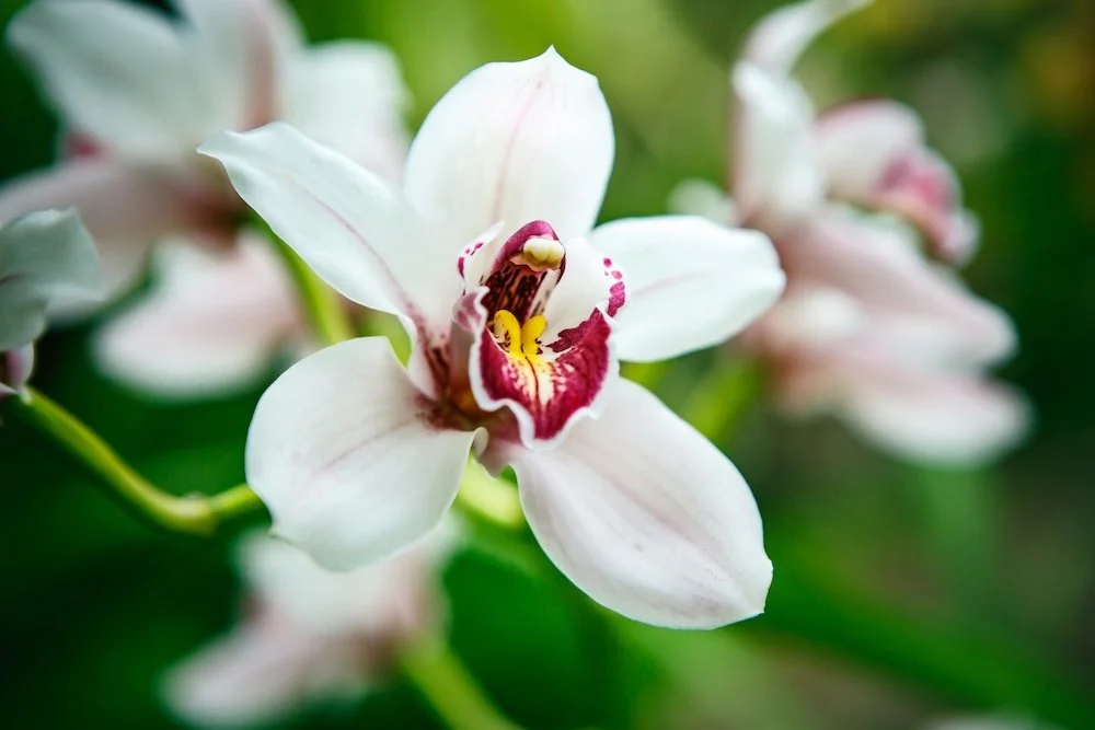 Cymbidium-Sweet-Vanessa.jpg