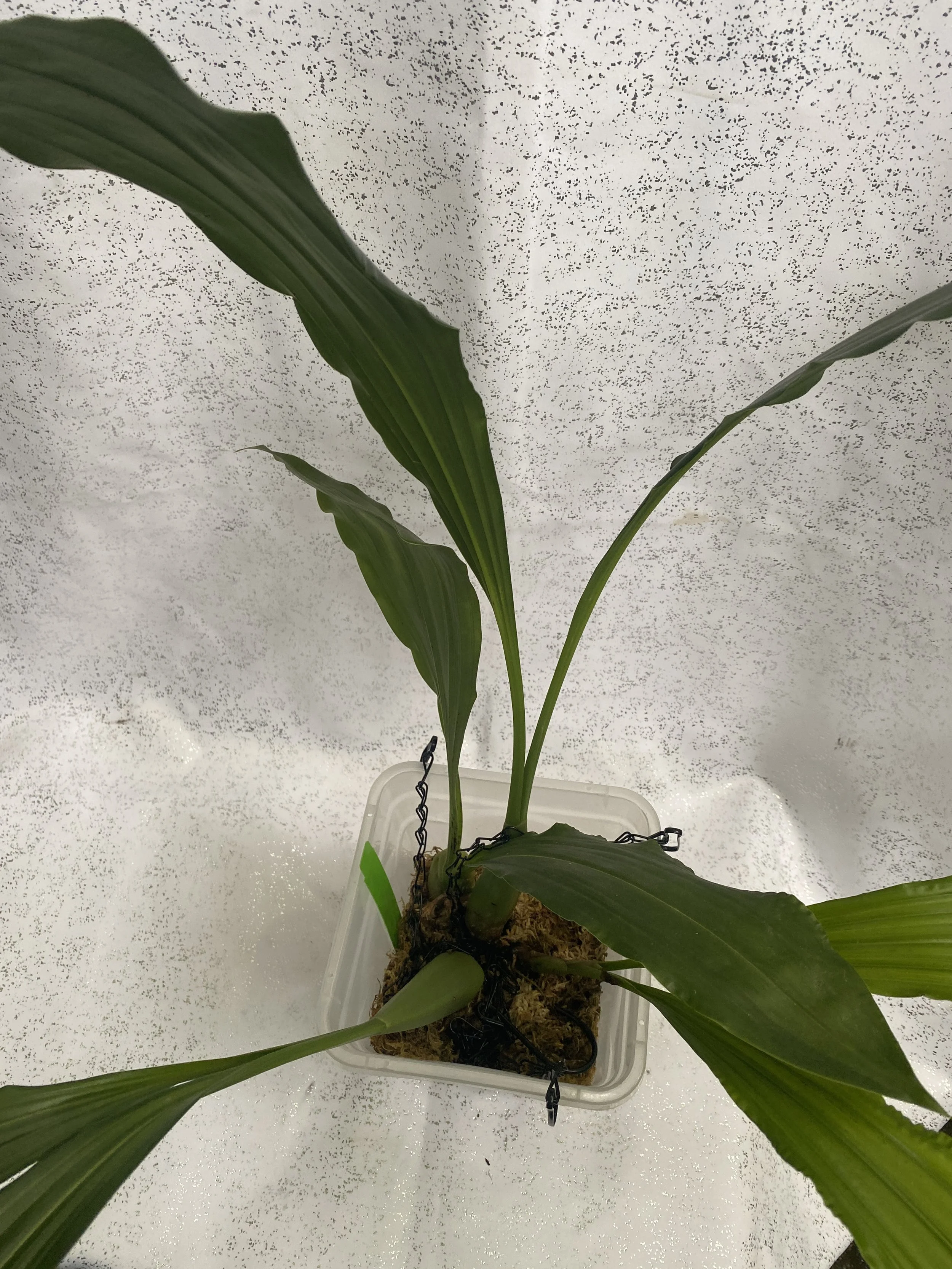 Coelogyne-massageana-large-second-plant.jpeg
