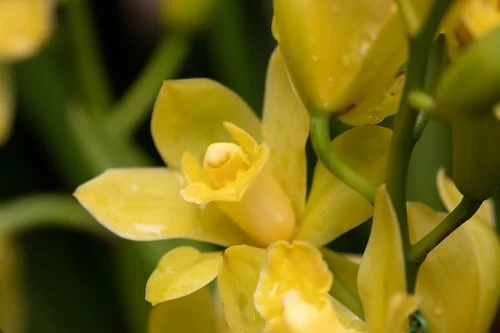 Cymbidium-Shirley May Walker x Portuguese Passion 'Tudor Snow' 2n.jpg