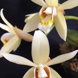 Coelogyne flaccida Shady Lady- FRAGRANT