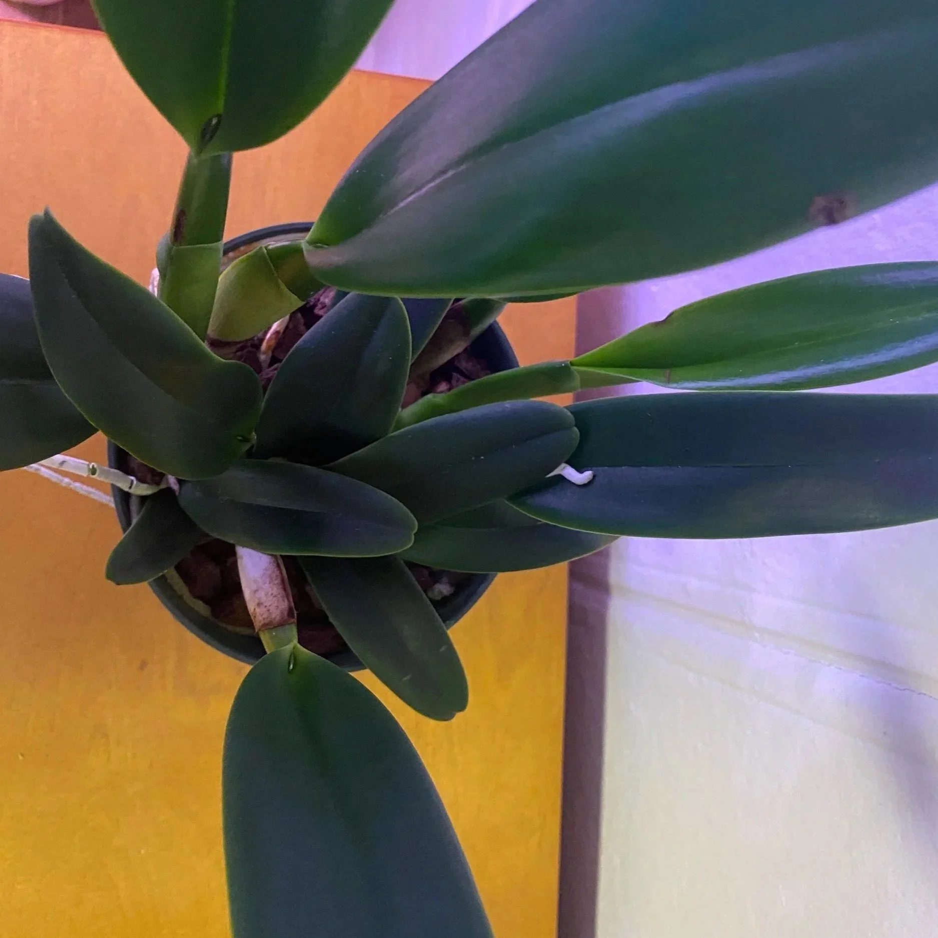 Rlc-Charlene-Sau-Yee-Liu-Volcano-Prince-in-5-in-pot.jpg