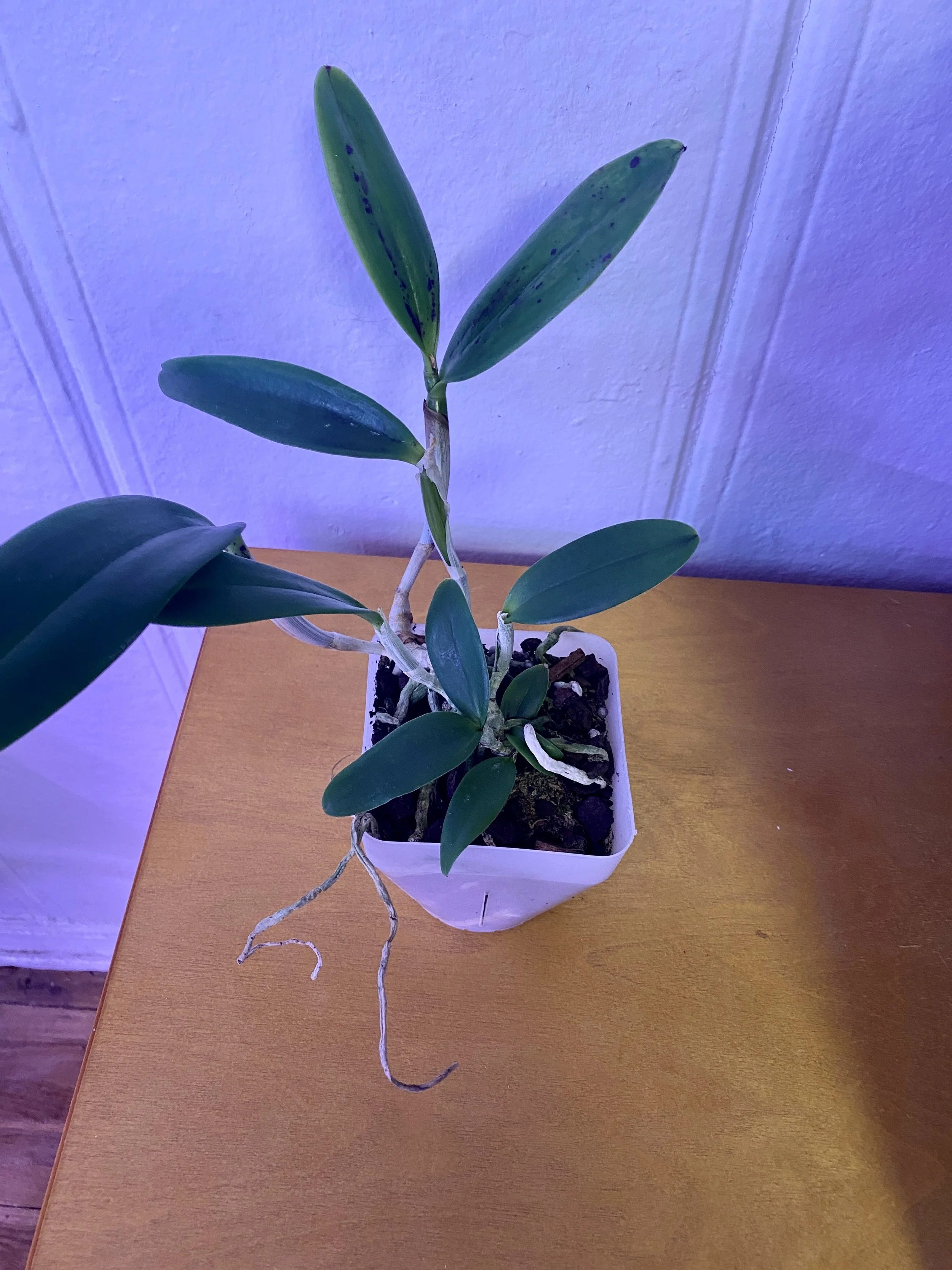 Clear-pot-with-BC-hippodamiax-c-small-word on wooden table with white wall background.JPG
