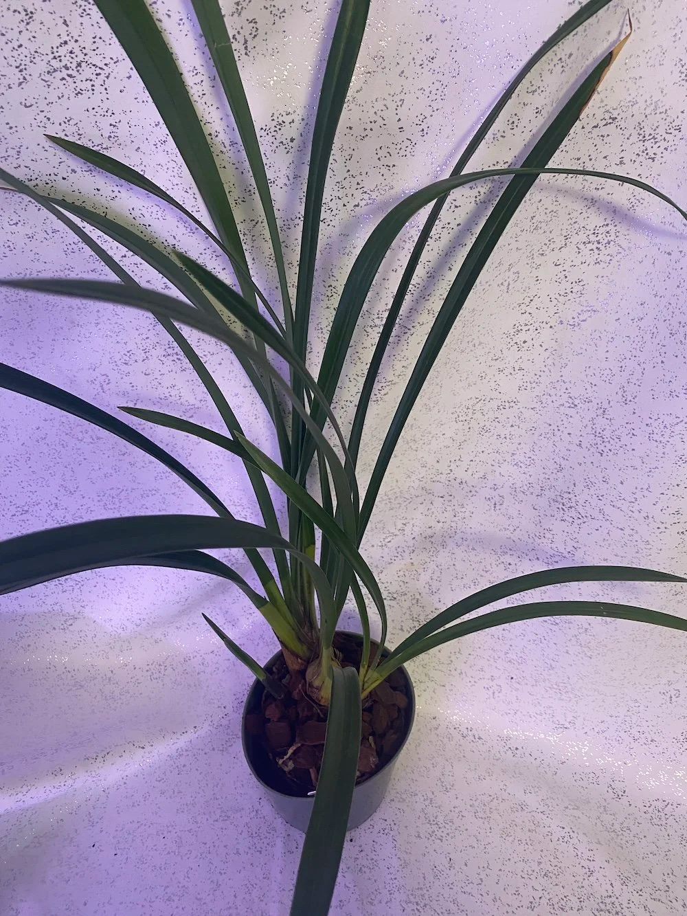 Cymbidium-Black-Peter-Captain-Midnight-Cumberland-Blue-in-five-inch-pot.jpg