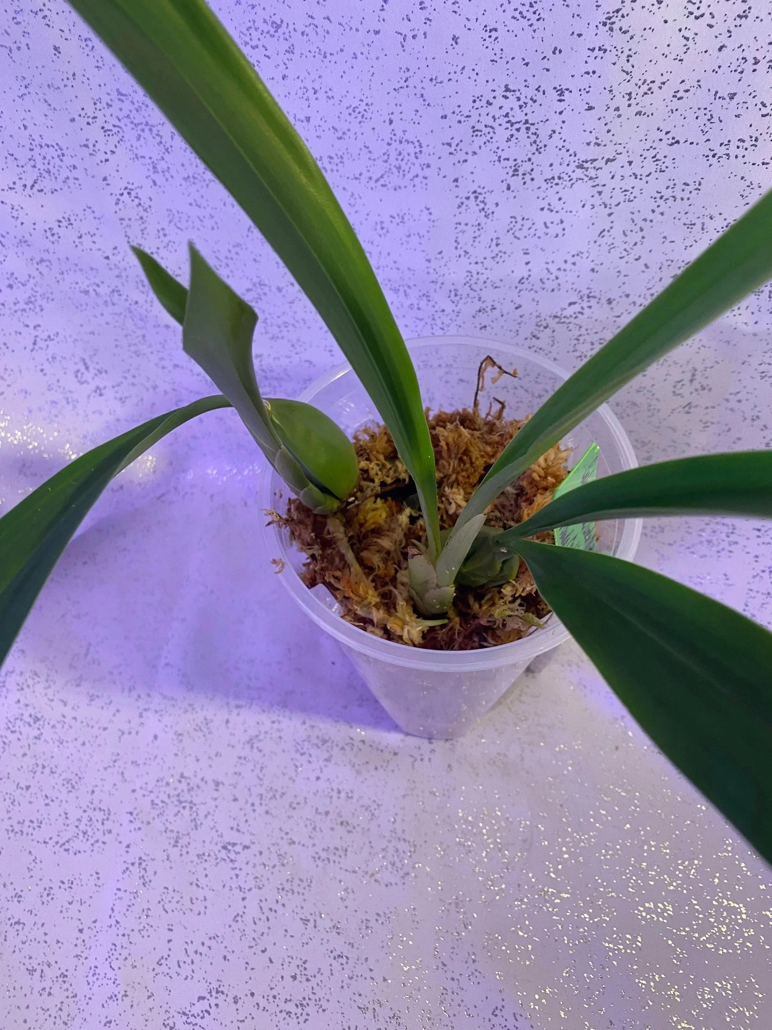 Coelogyne-Linda-Buckley-blooming-size.jpg
