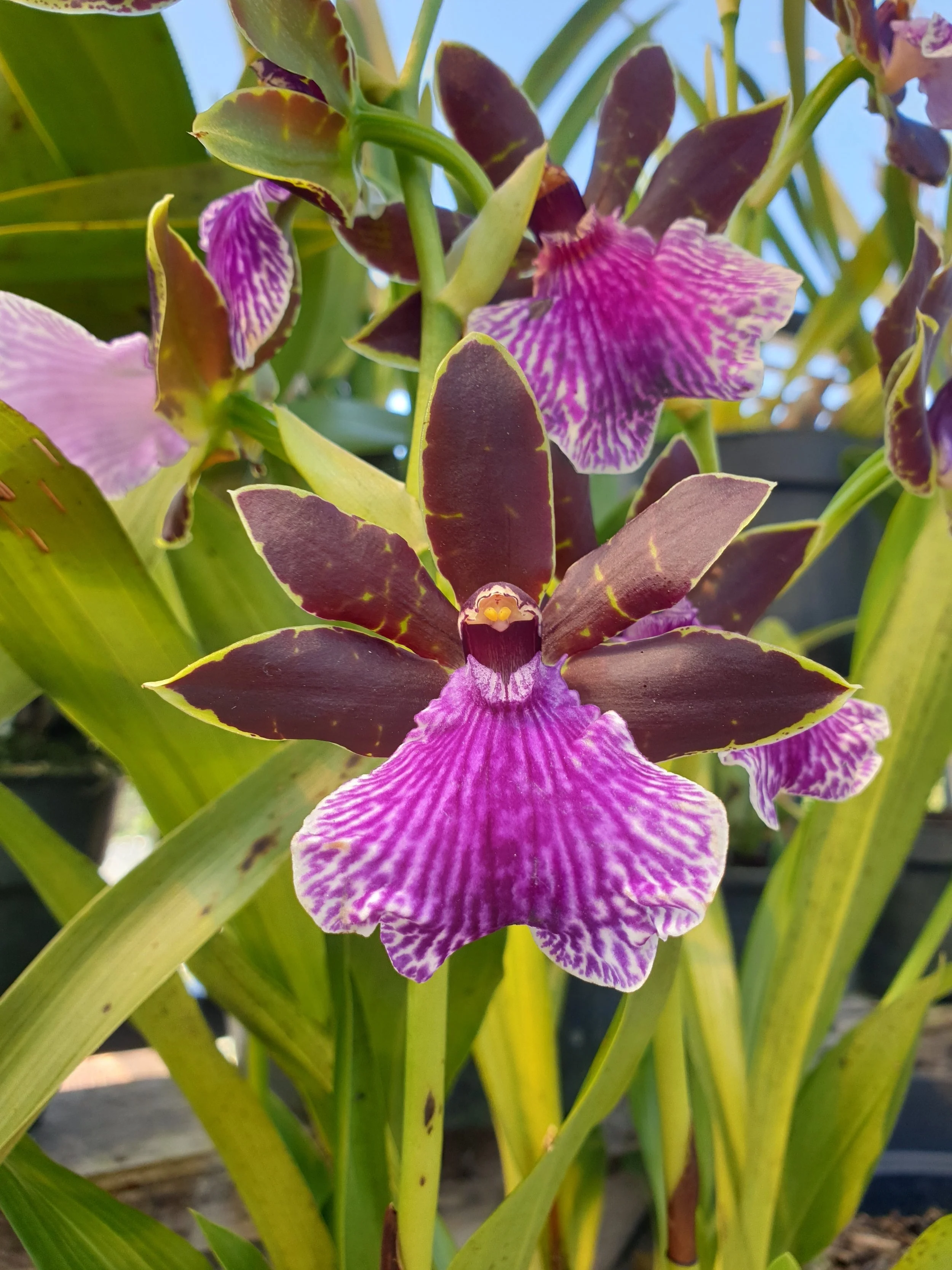 Zygo. Debbie DeMello 'Honolulu Baby' (4" Pot) - Fragrant
