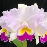 rlc-dreamspinner-volcano-queen-orchid-cattleya.jpg
