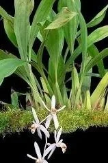 Coelogyne-swaniana.jpg