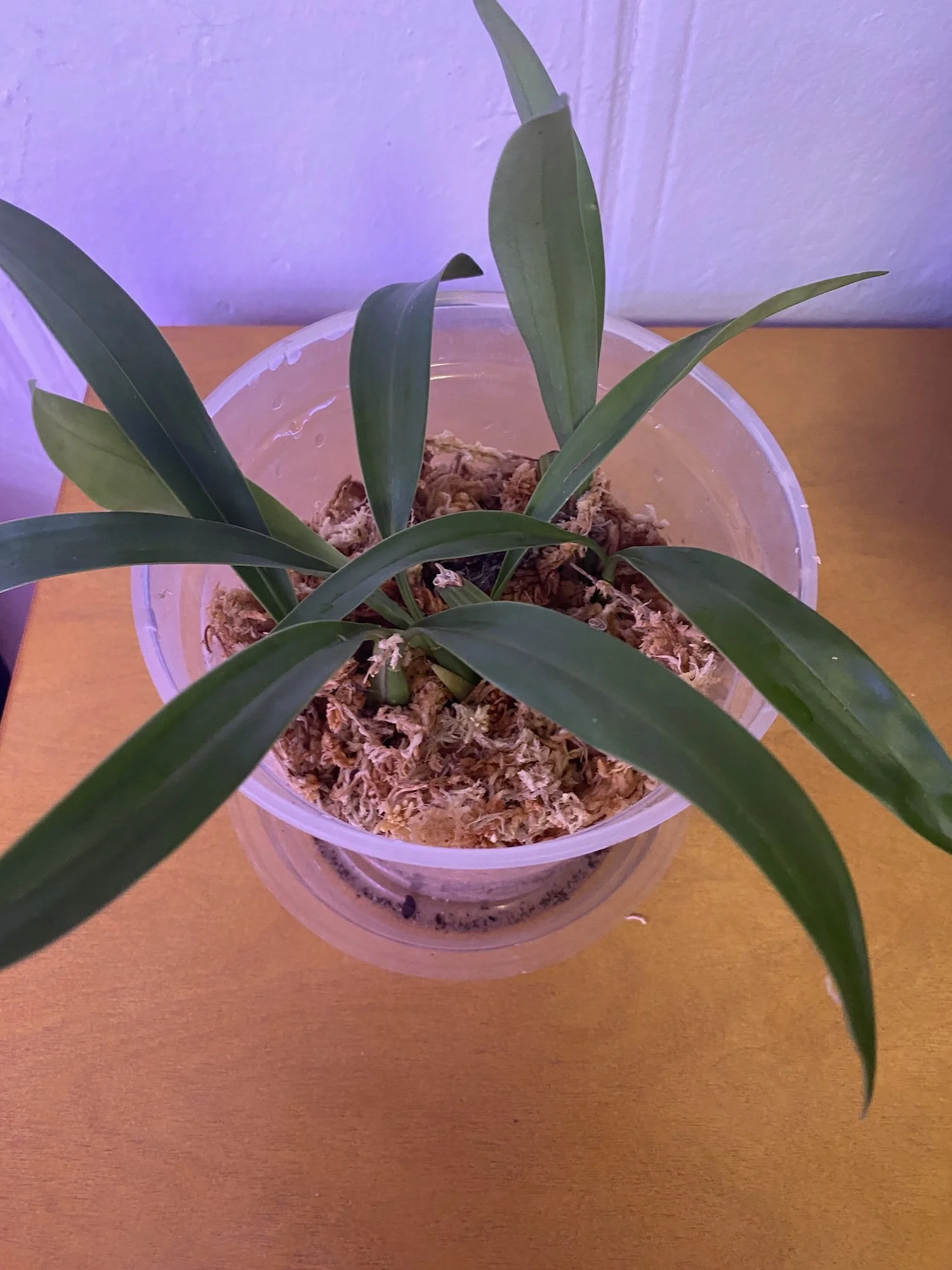 Coelogyne-Flaccida-on-wooden-table.JPG