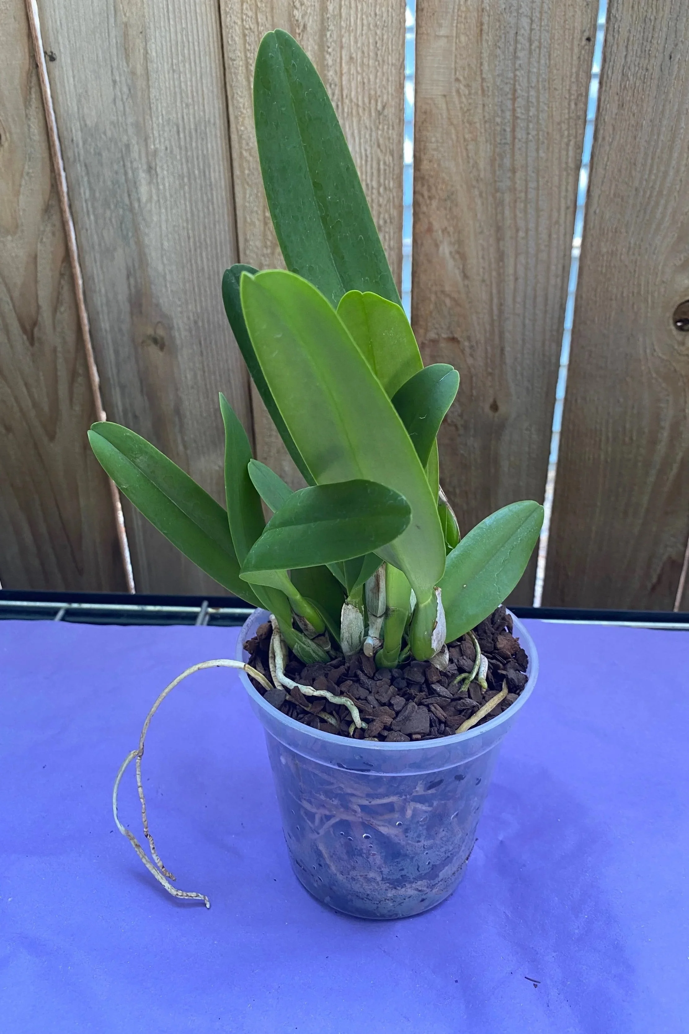 Rlc-Volcano-Empress-Volcano-Queen-Orchid