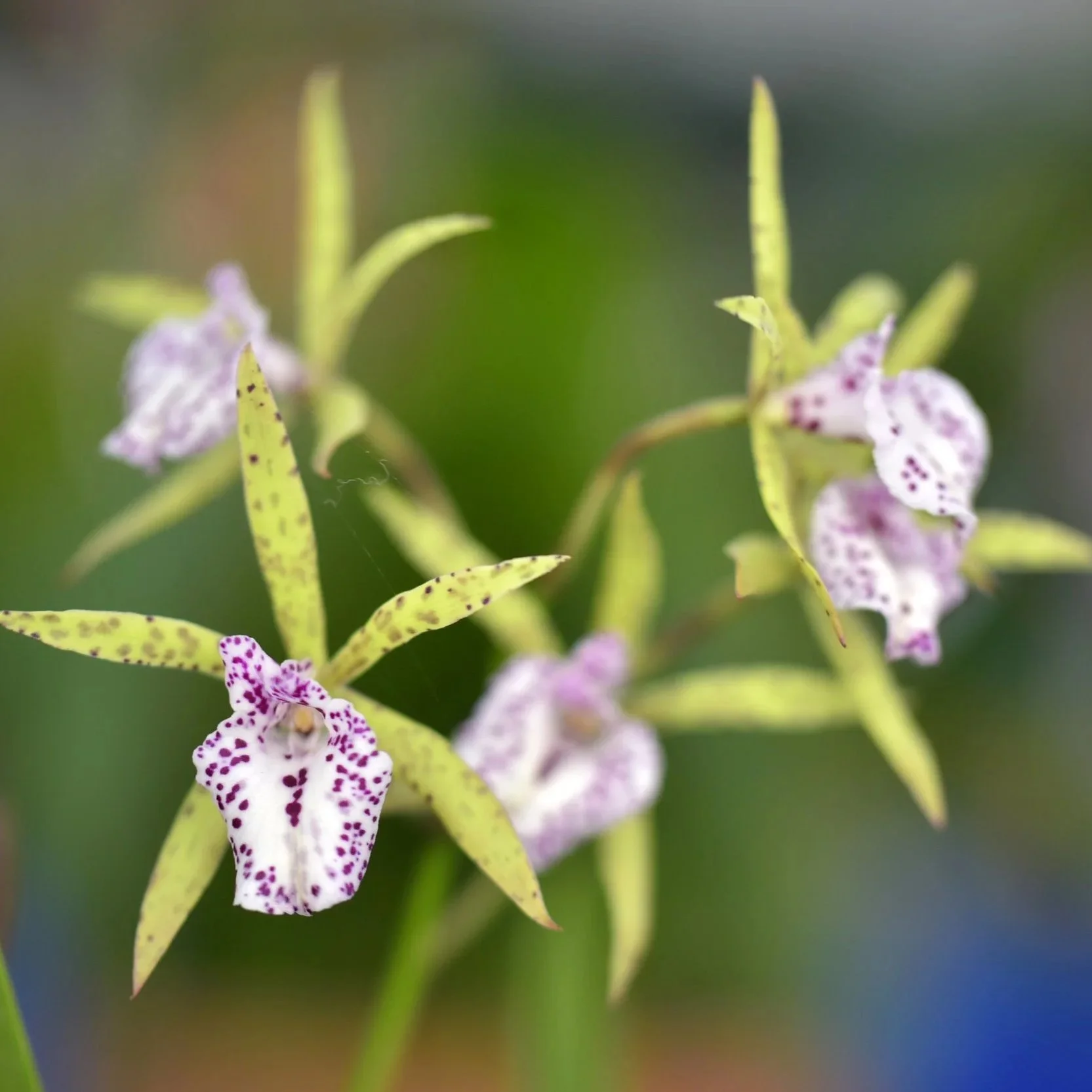 Epy. Serena O'Neill 'Volcano Queen'