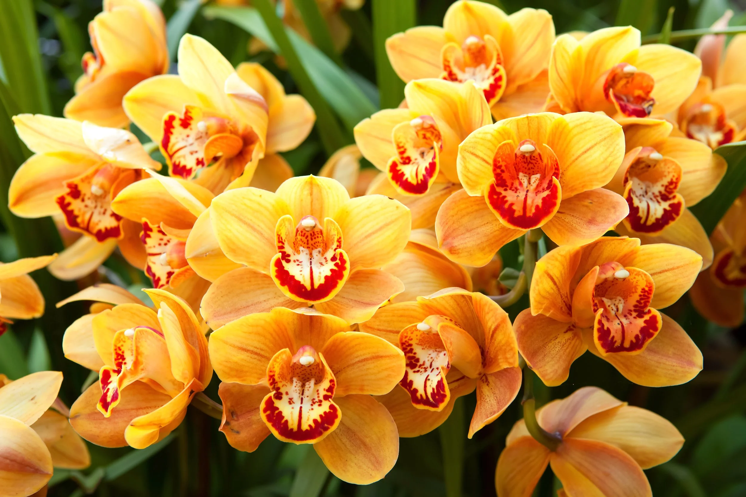 Cymbidium Enzan Shining Royal Flame