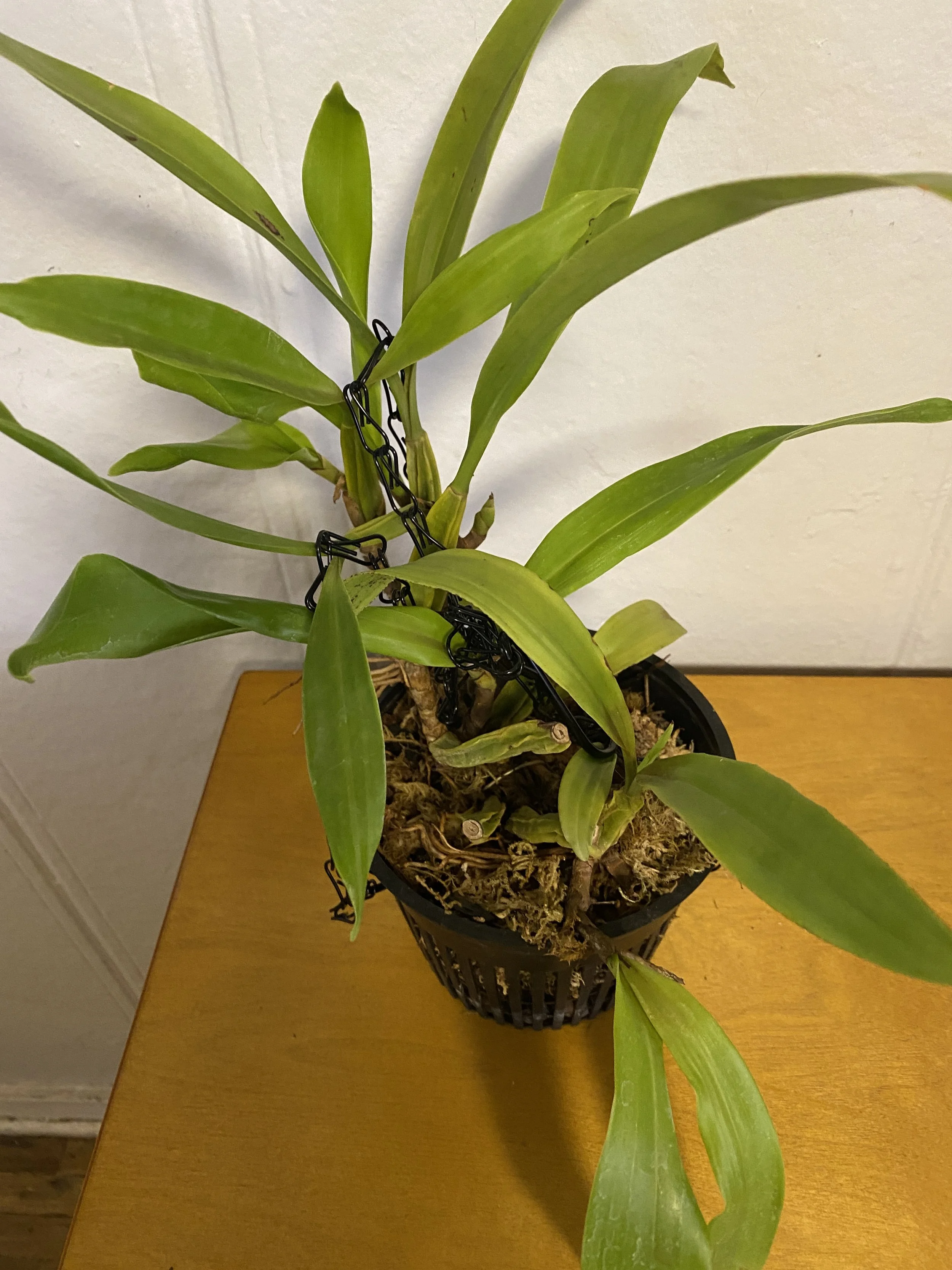 Coelogyne-lintiginose-standing-fifteen-inches.jpeg