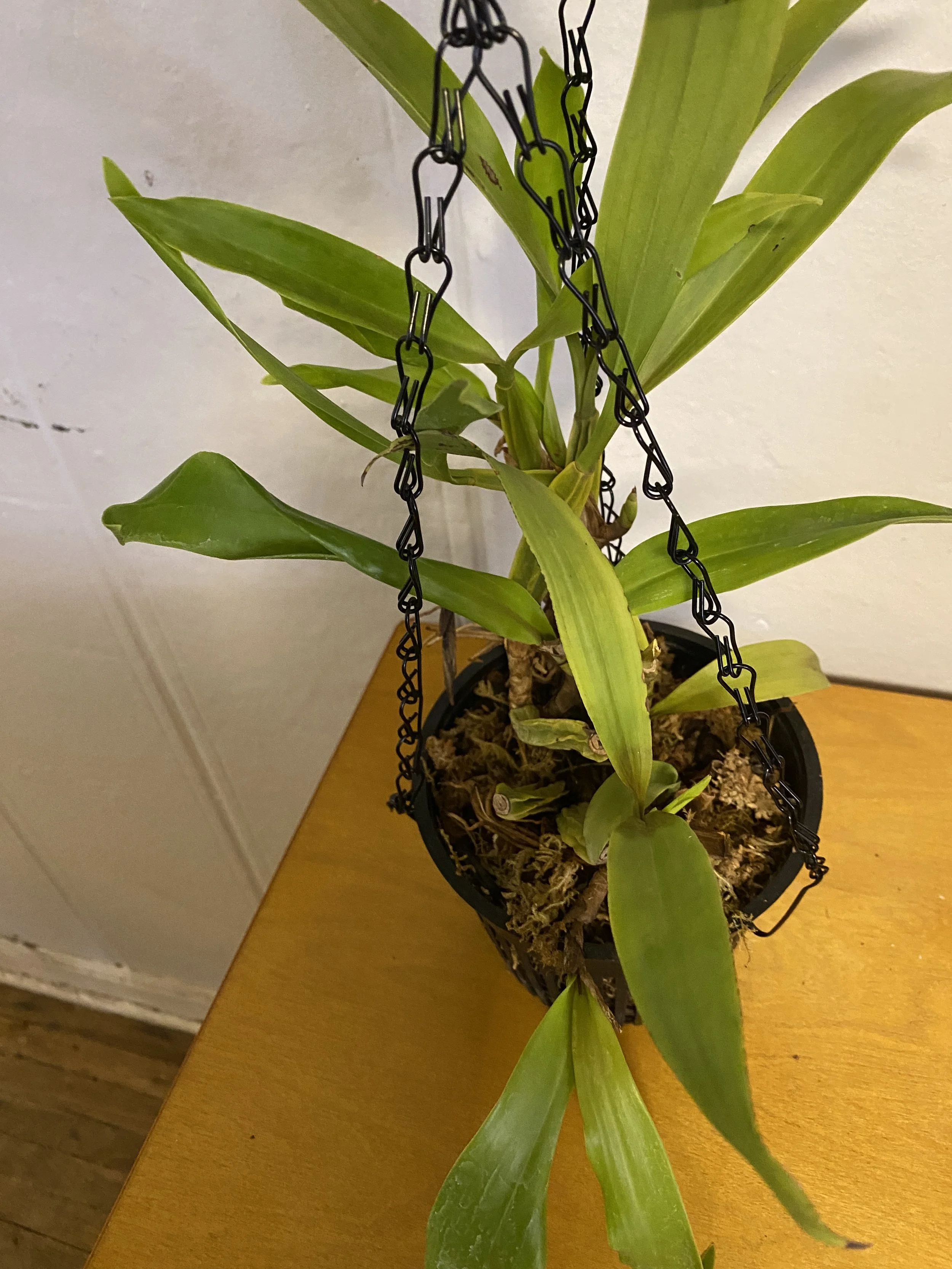 Coelogyne-lentiginose.jpeg
