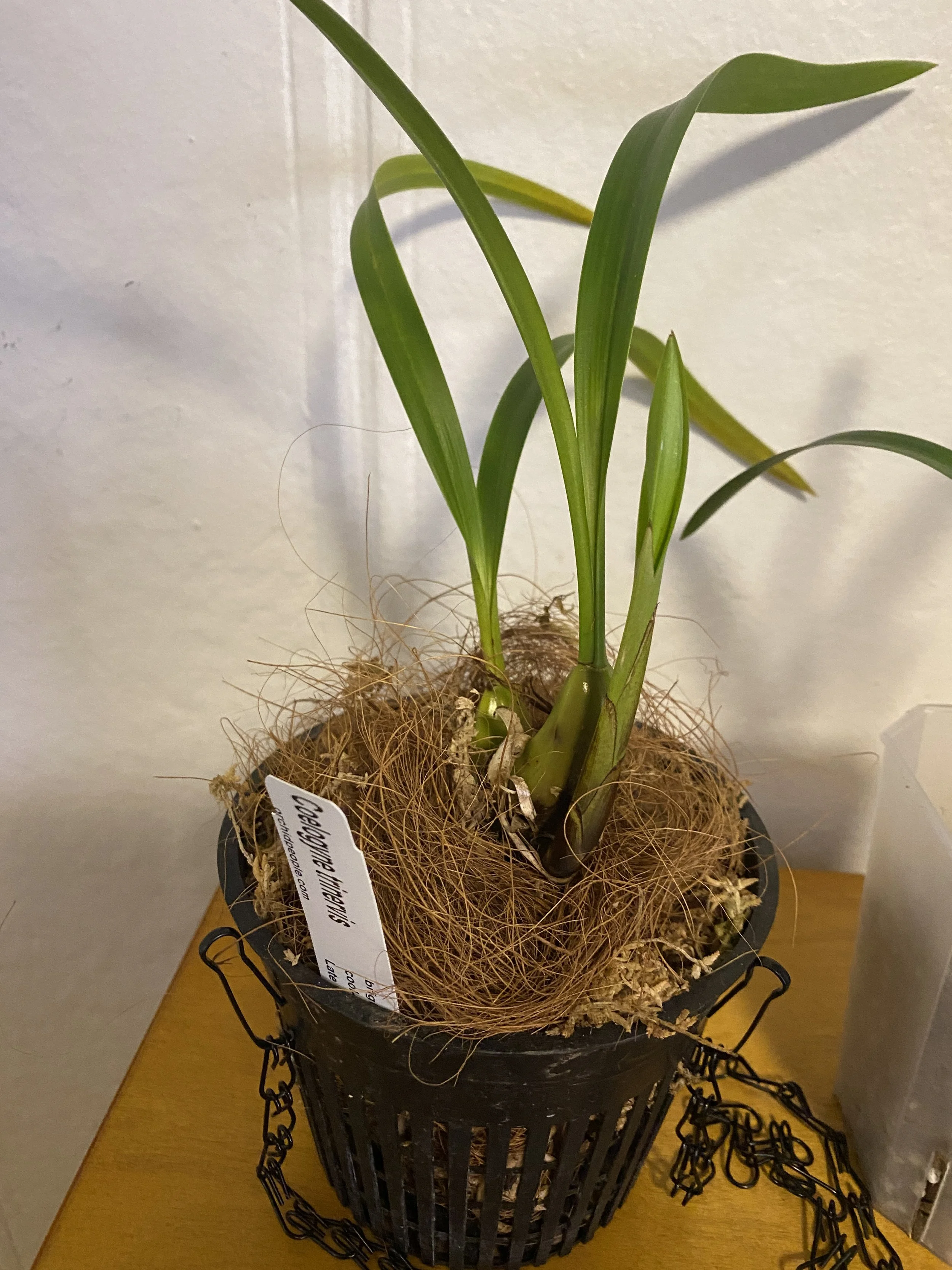 Coelogyne-trinervis-standing-fourteen-inches-tall.jpeg