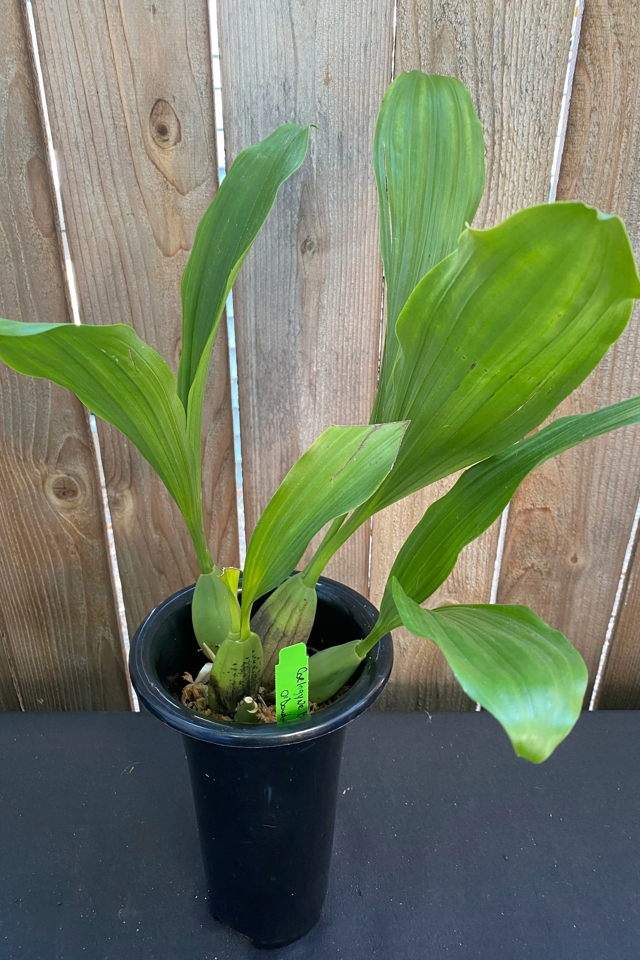 coelogyne-beccarii-rare.jpg