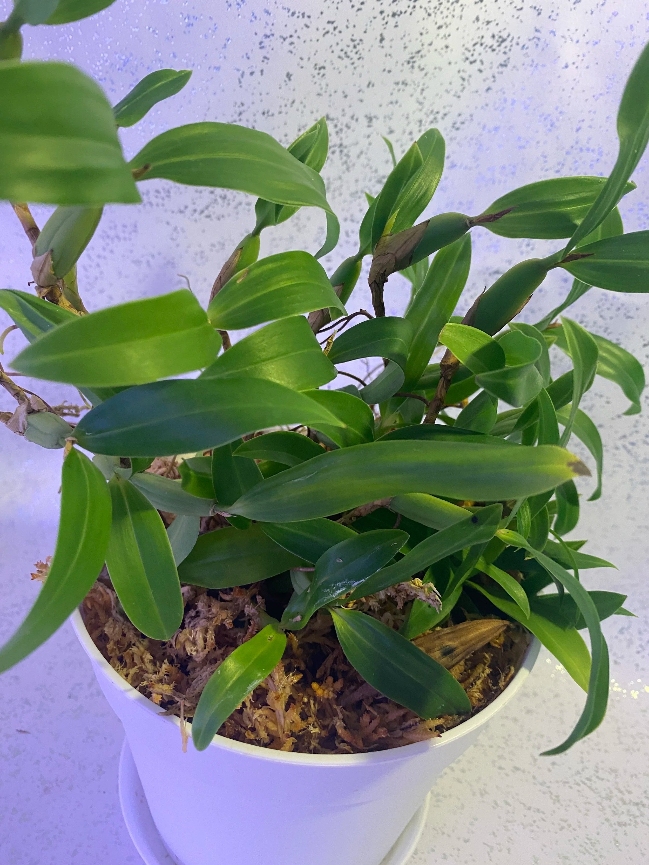 Coelogyne-fimbriata-in-a-five-inch-pot.jpg