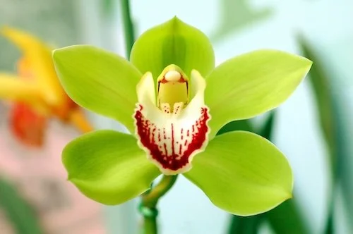 Cymbidium King Arthur Green Giant x Balkis Nevada (Will ship June 15th)
