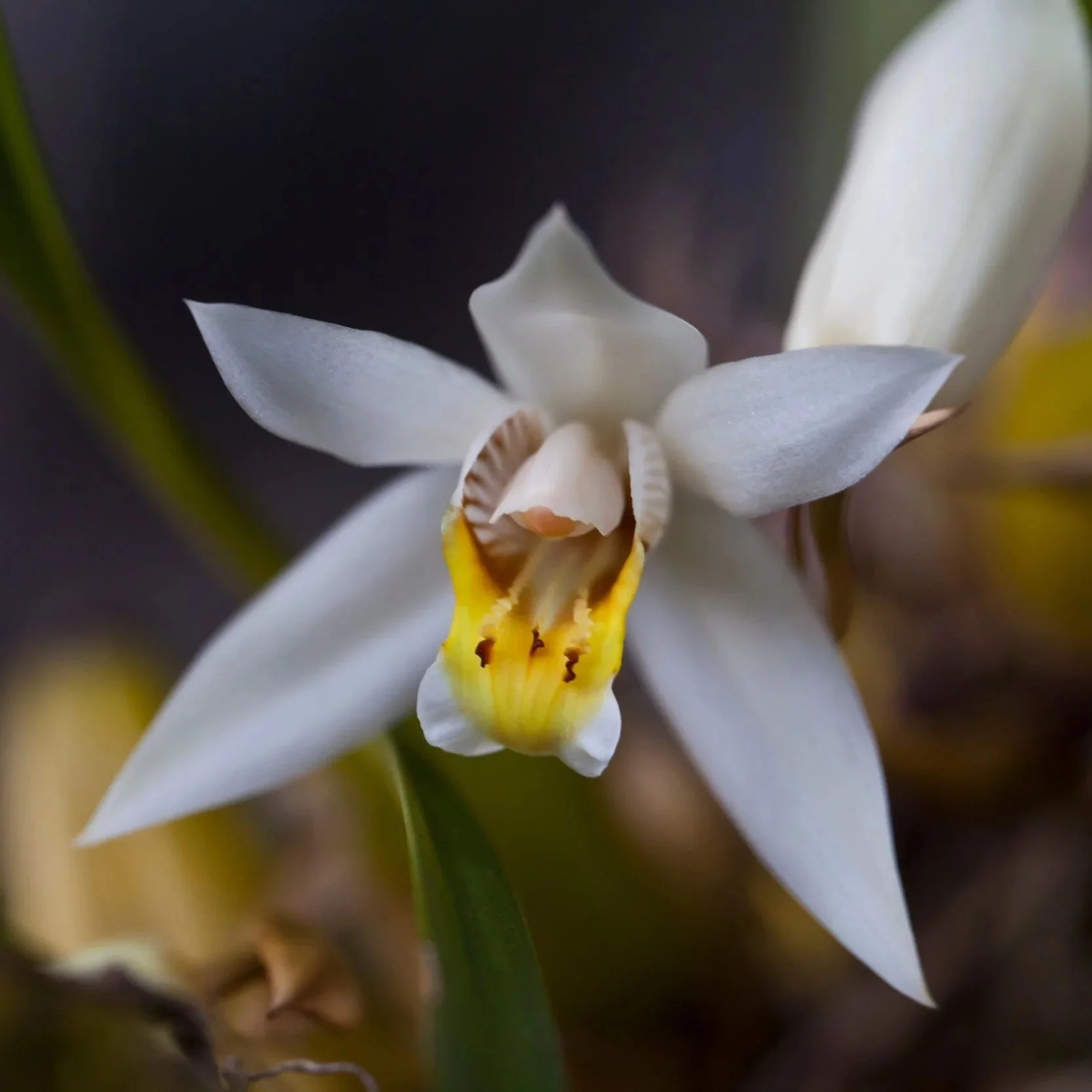 Coelogyne-viscosa-in-bloom-with-white-blooms-and-yellow-lip.jpg