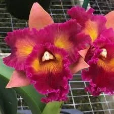 Close-up of a vibrant, ruffled orchid flower with bright pink, yellow, and orange colors.