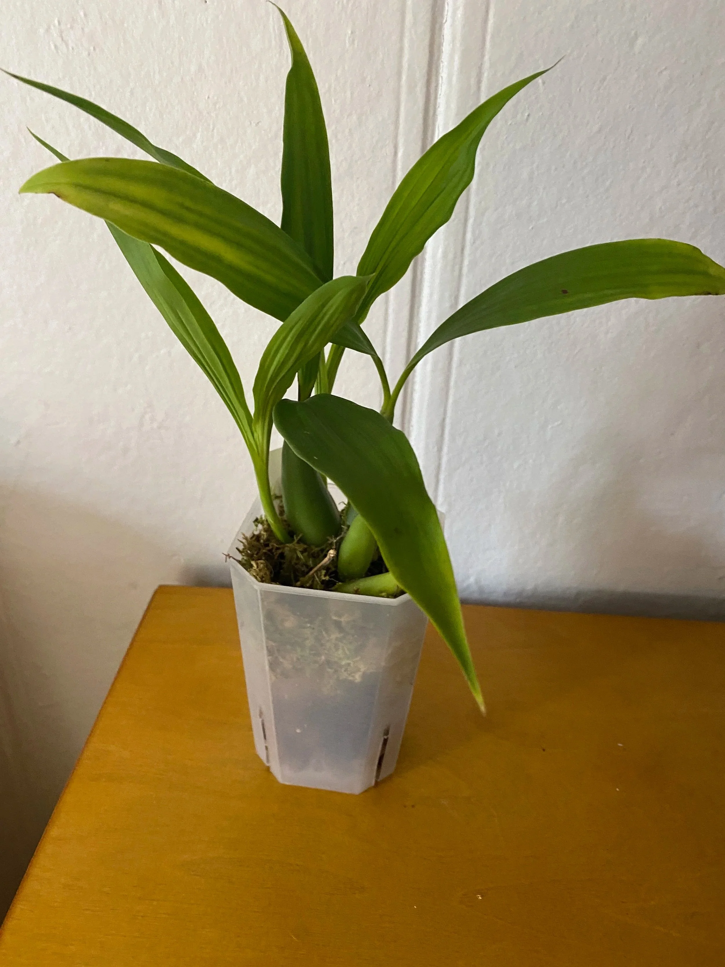 Coelogyne-chloroptera-in-four-inch-pot.jpg