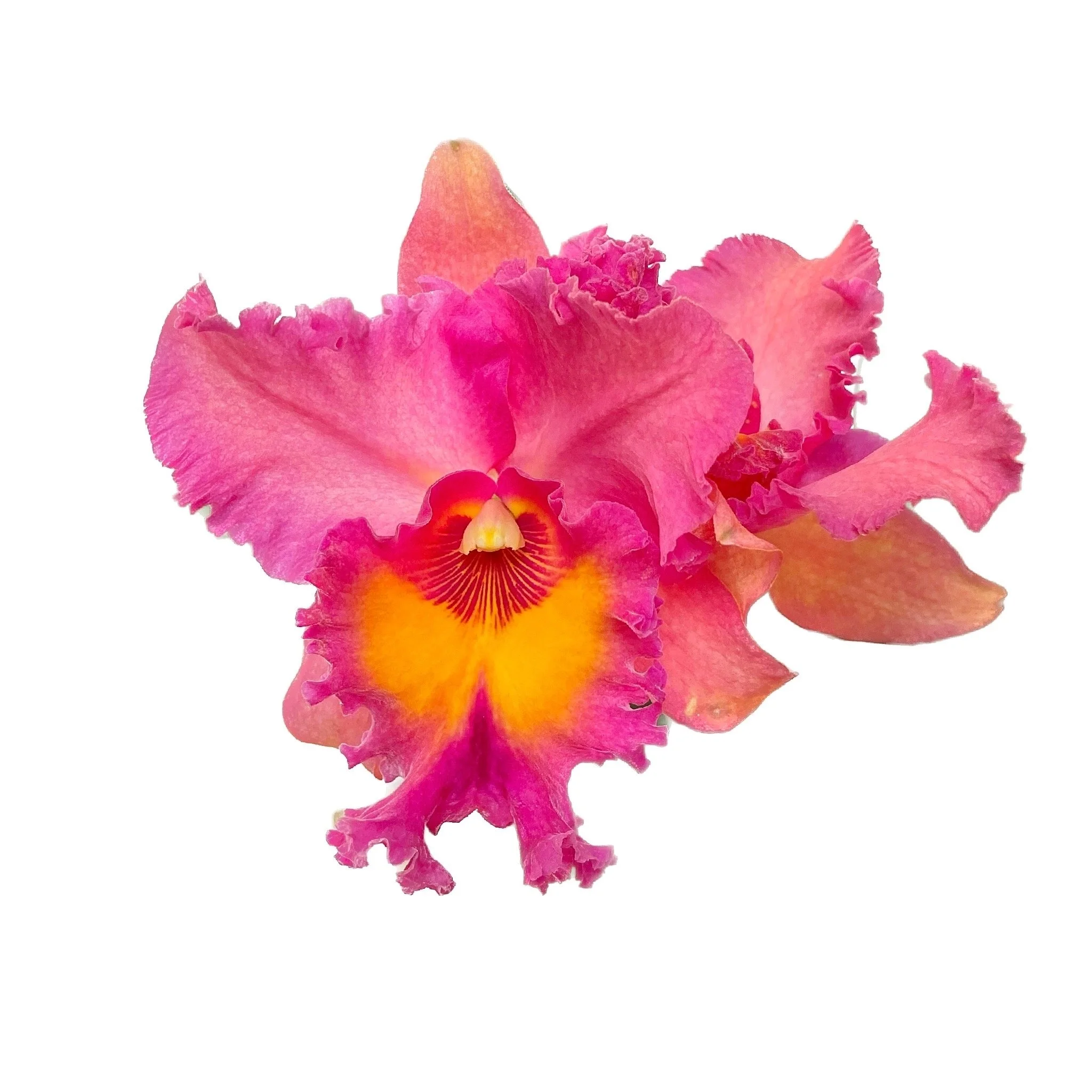 Rlc. Mem. Helen Kyrcz ‘Volcano Queen’