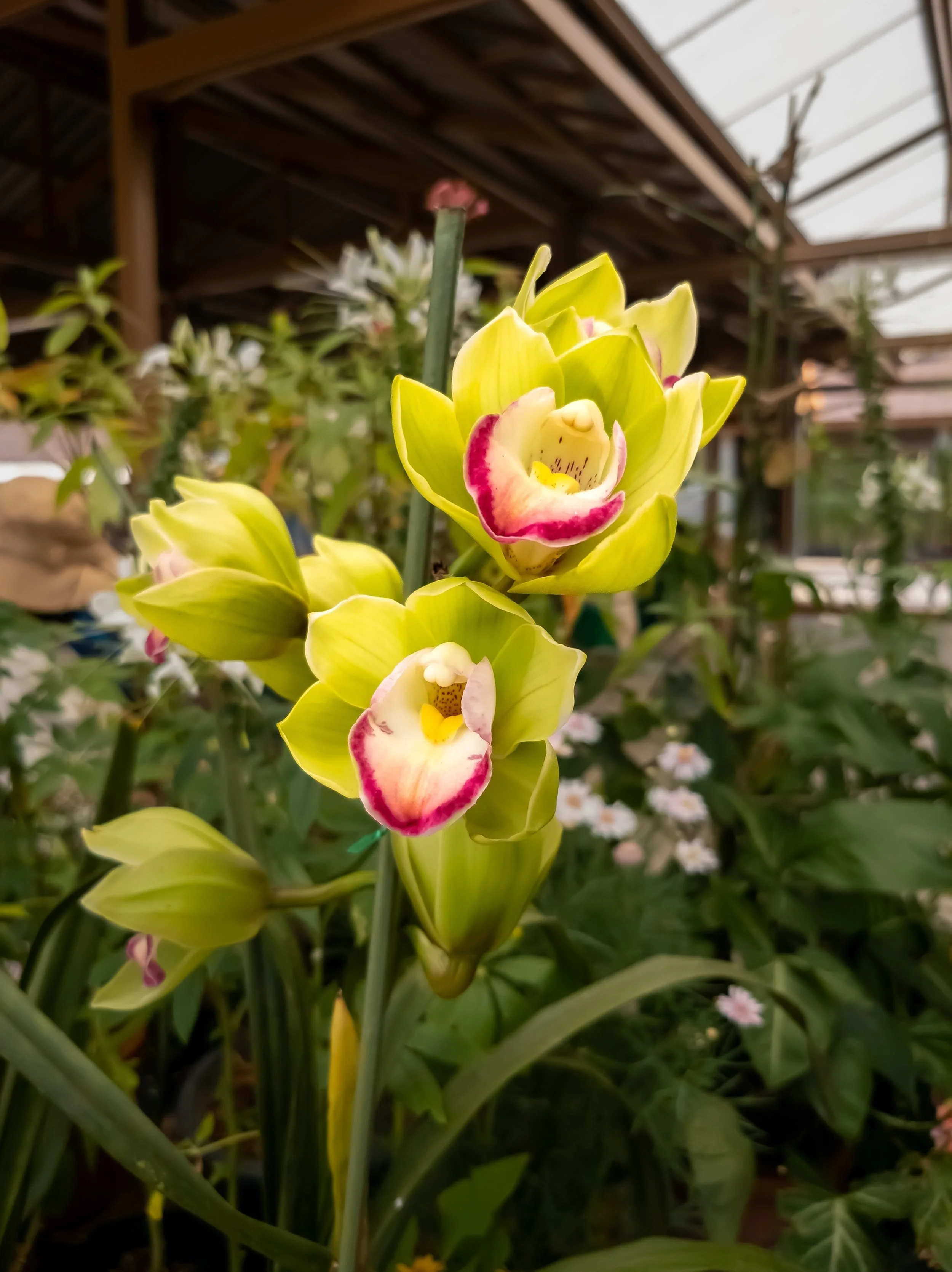 Cymbidium King Arthur Green Giant