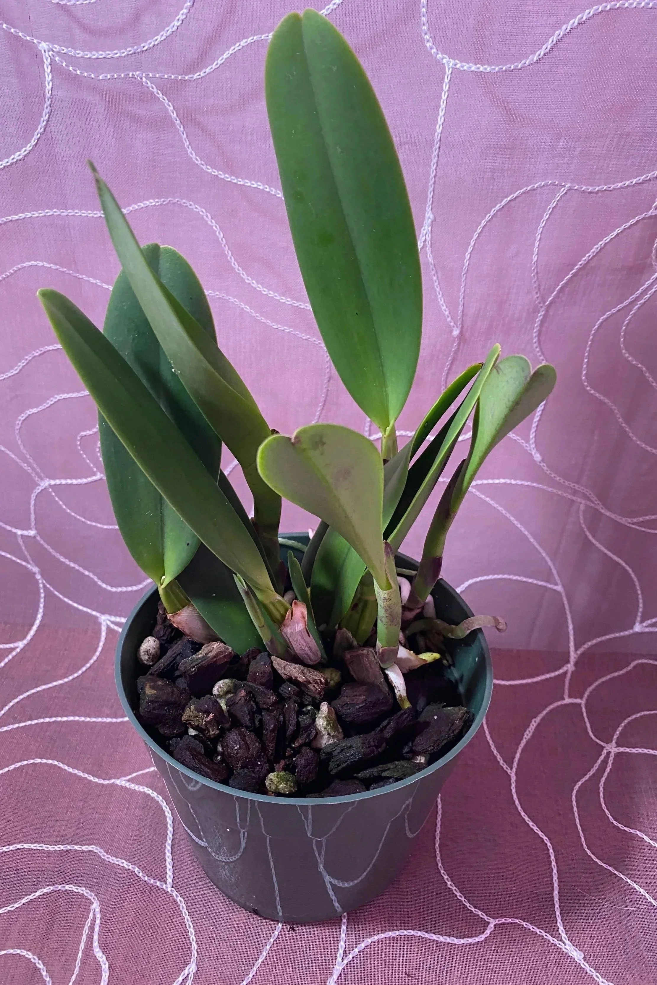 Rlc-Magic-Meadow-Napoleon-in-five-inch-pot.jpg