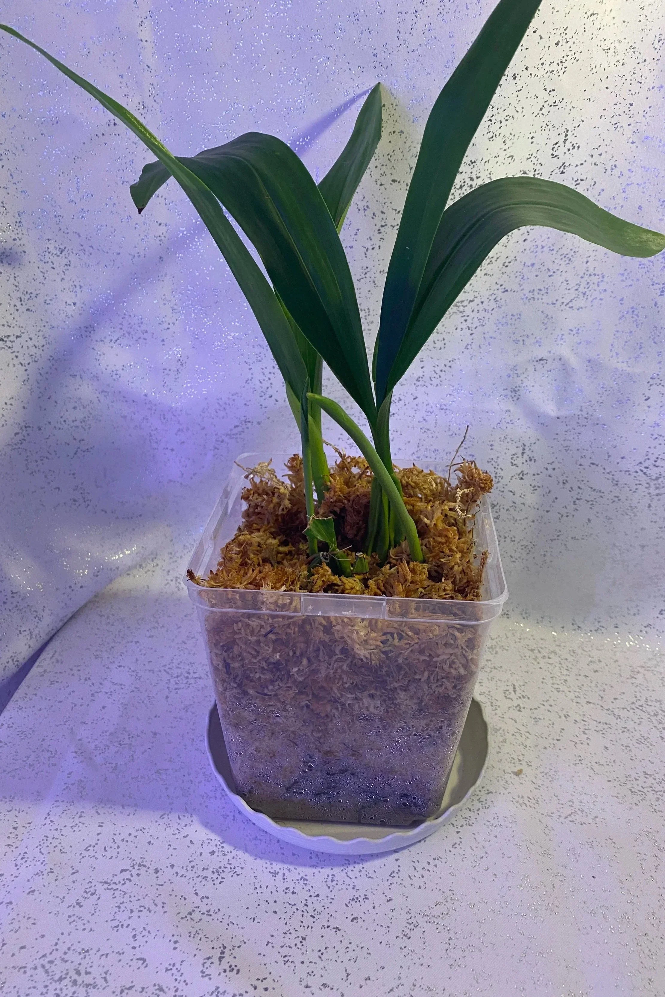 Coelogyne-Mooreana-Westonbert-blooming-size.jpg