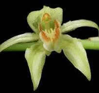 Coelogyne chloroptera (rare)