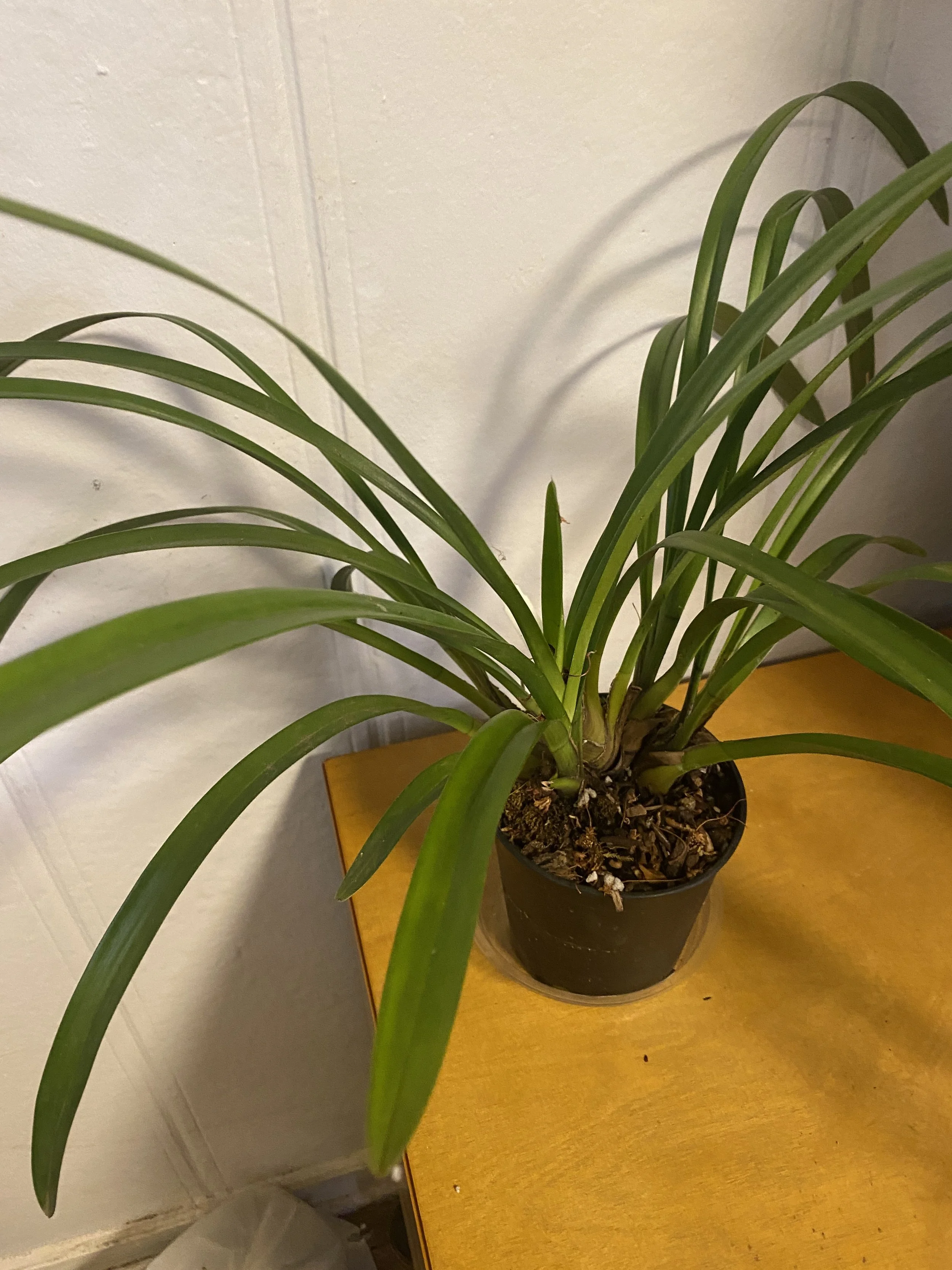 Cymbidium-Terrapin-Flyer-#1-Willunga-Eyecatcher-'Barcelona'-on-wooden-table.jpeg