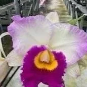 Rlc-Mary-Lupi-Volcano-Queen.jpg