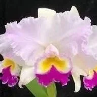 Rlc-Dreamspinner-Volcano-Queen.jpg
