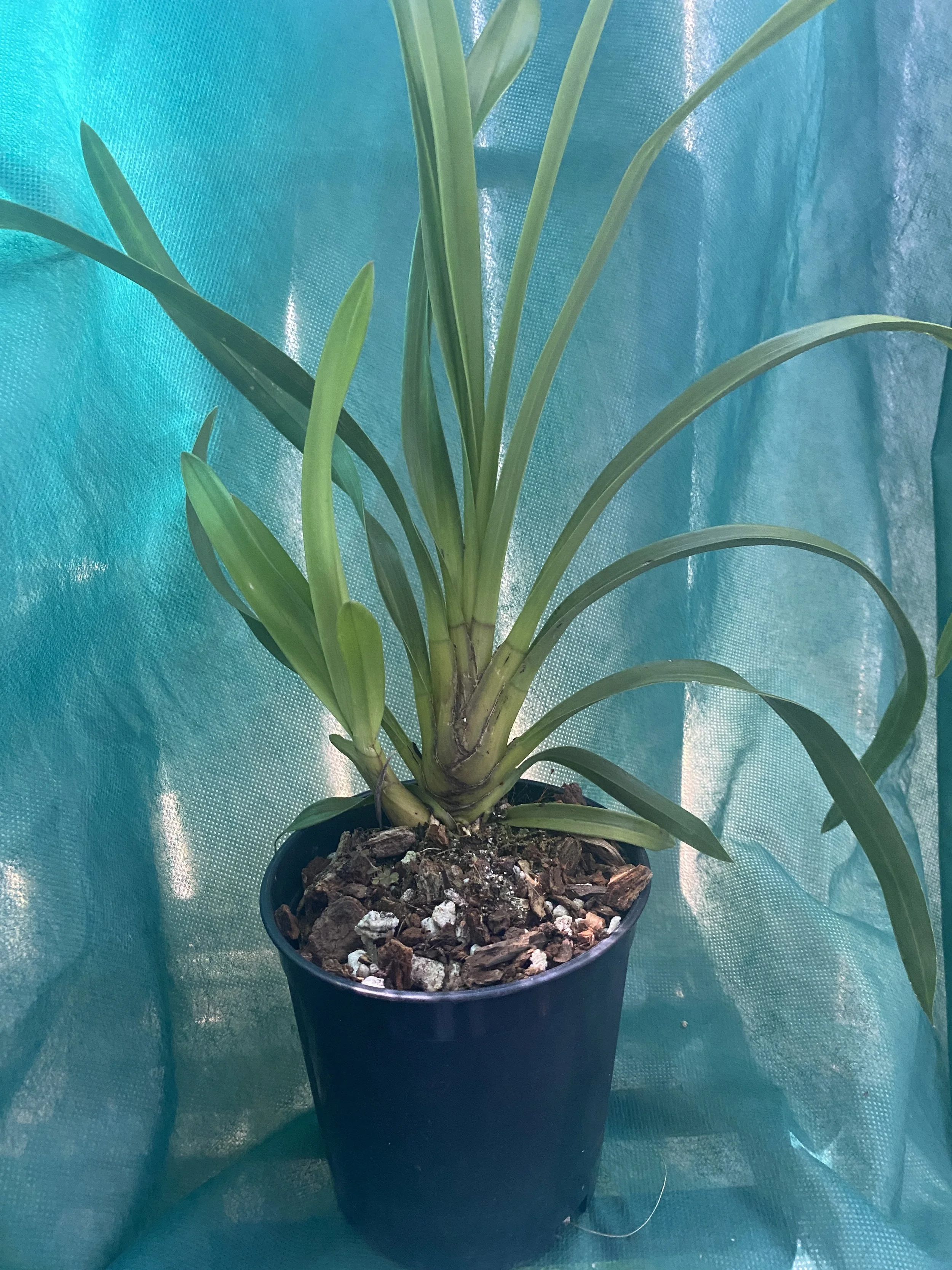 Cymbidium-Bill's-Emerald-#1-x-Lock-Bailey.jpeg
