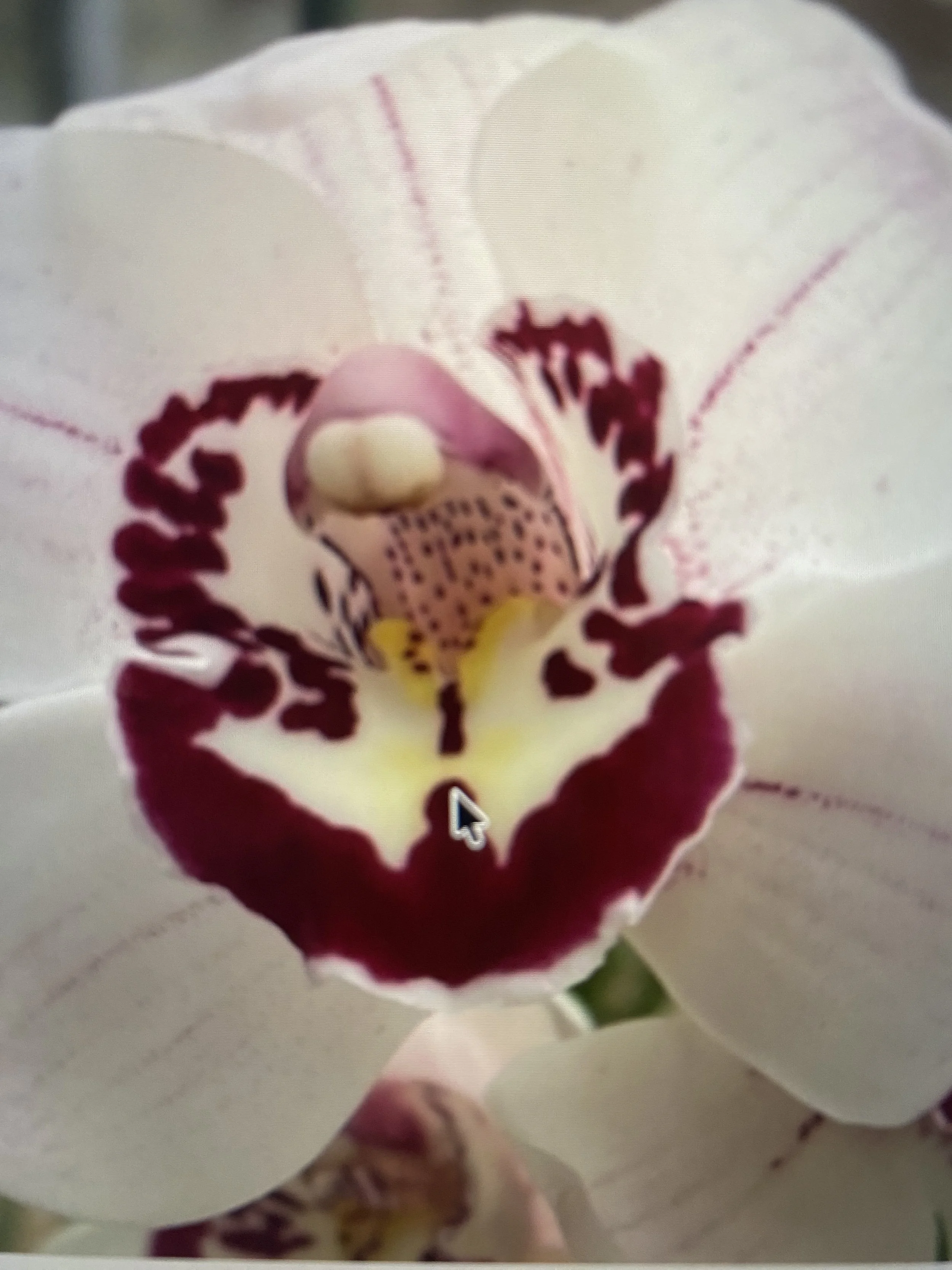 Cymbidium Sweet Vanessa #1