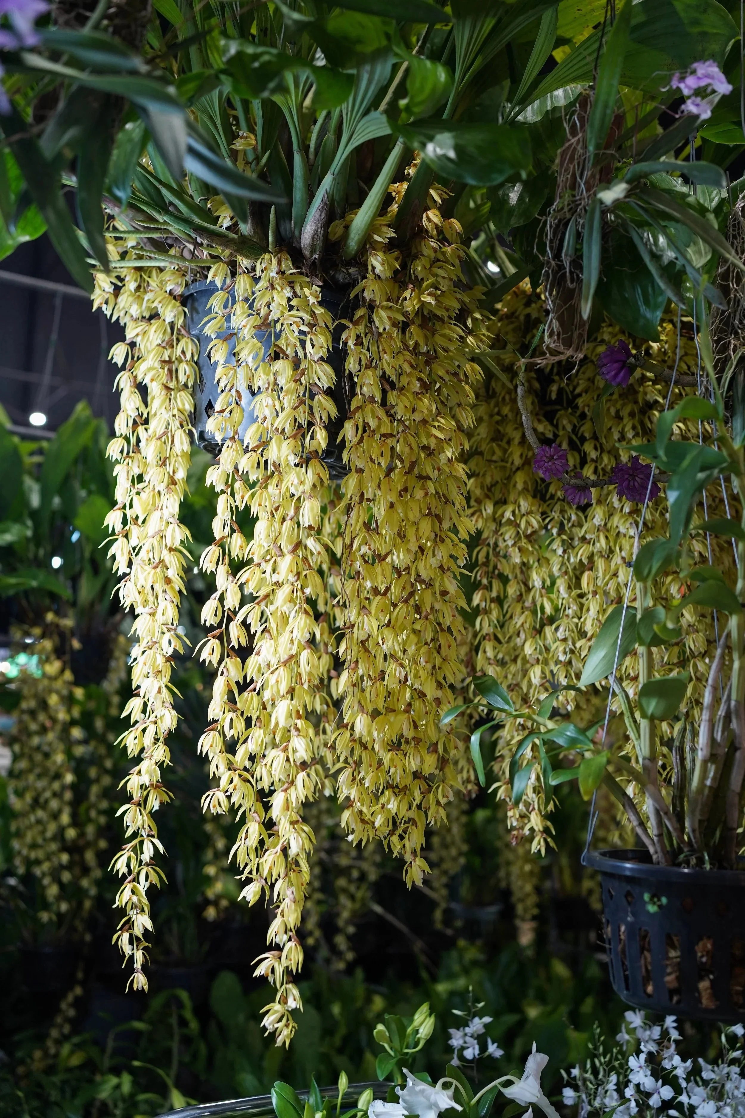 Coelogyne-rochussenii-in-bloom-with-hundreds-of-hanging-blooms-a-rare-orchid.jpg