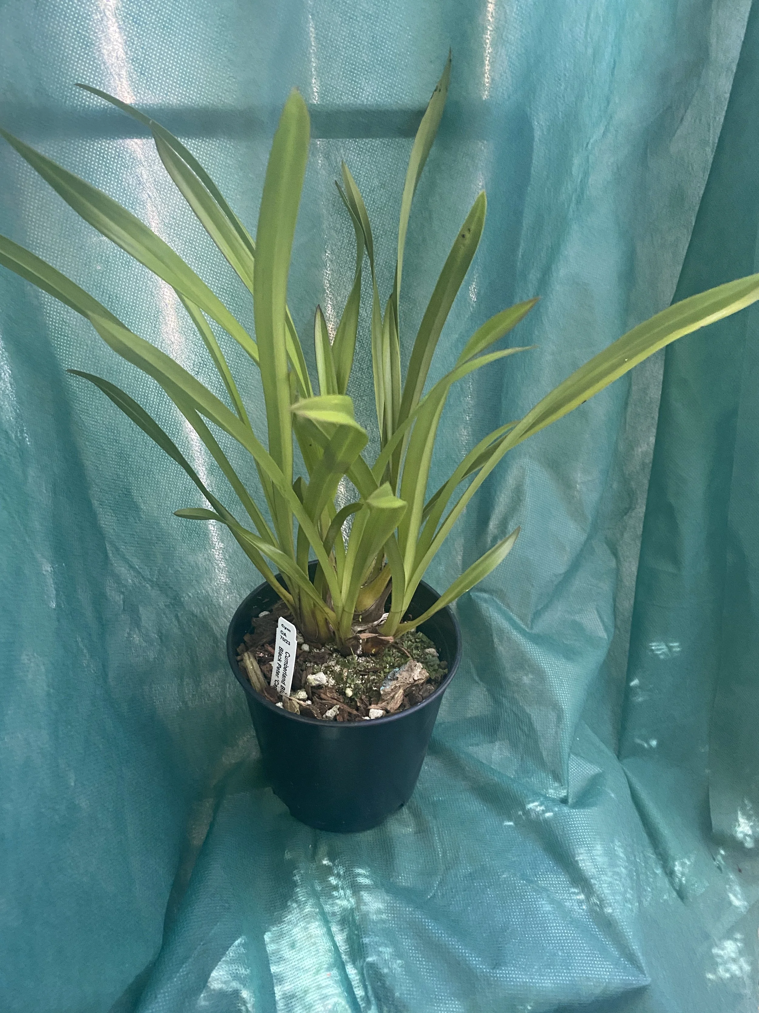 Cymbidium-Black-Peter-Captain-Midnight-Cumberland-Blues-standing-twenty-two-inches-tall.jpeg