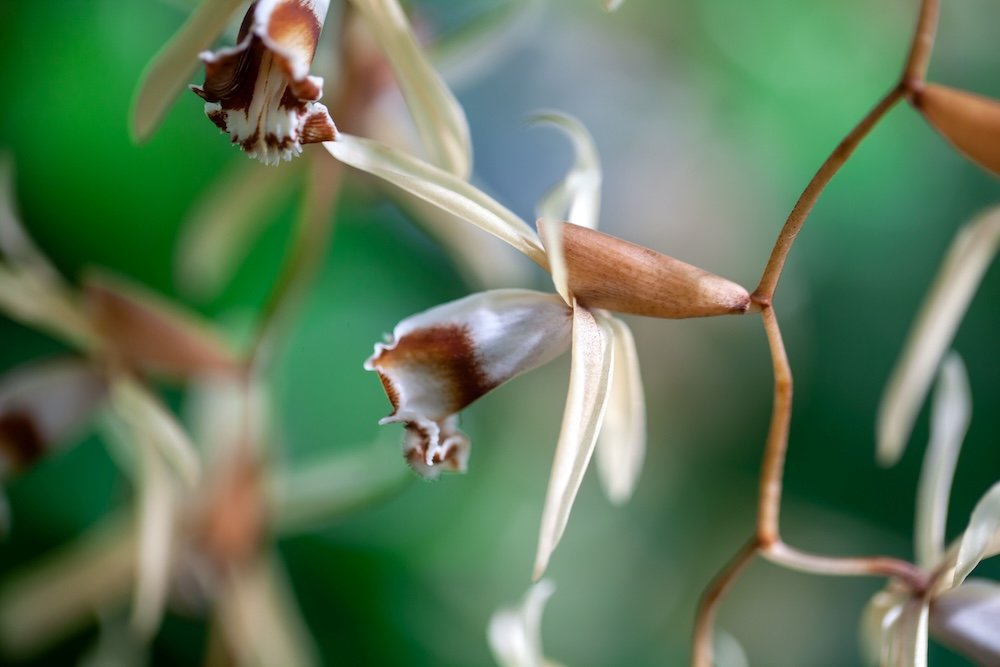 Coelogyne pulverula - FRAGRANT