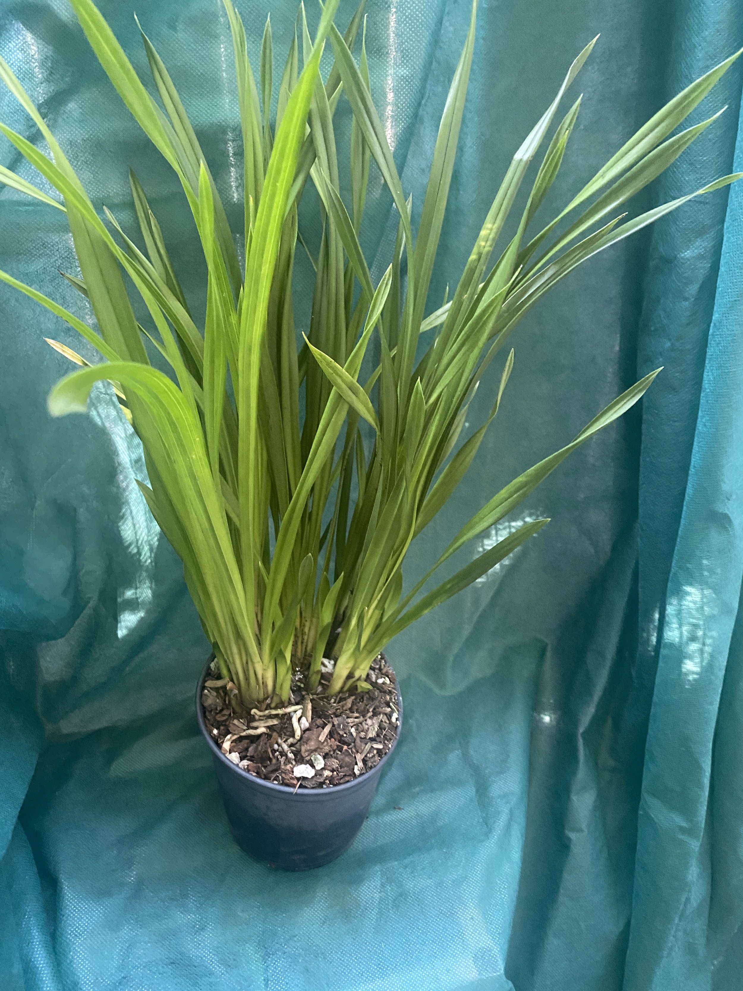 Cymbidium-Portuguese-Passion-x-Street-of-Gold-on-green-cloth.jpeg