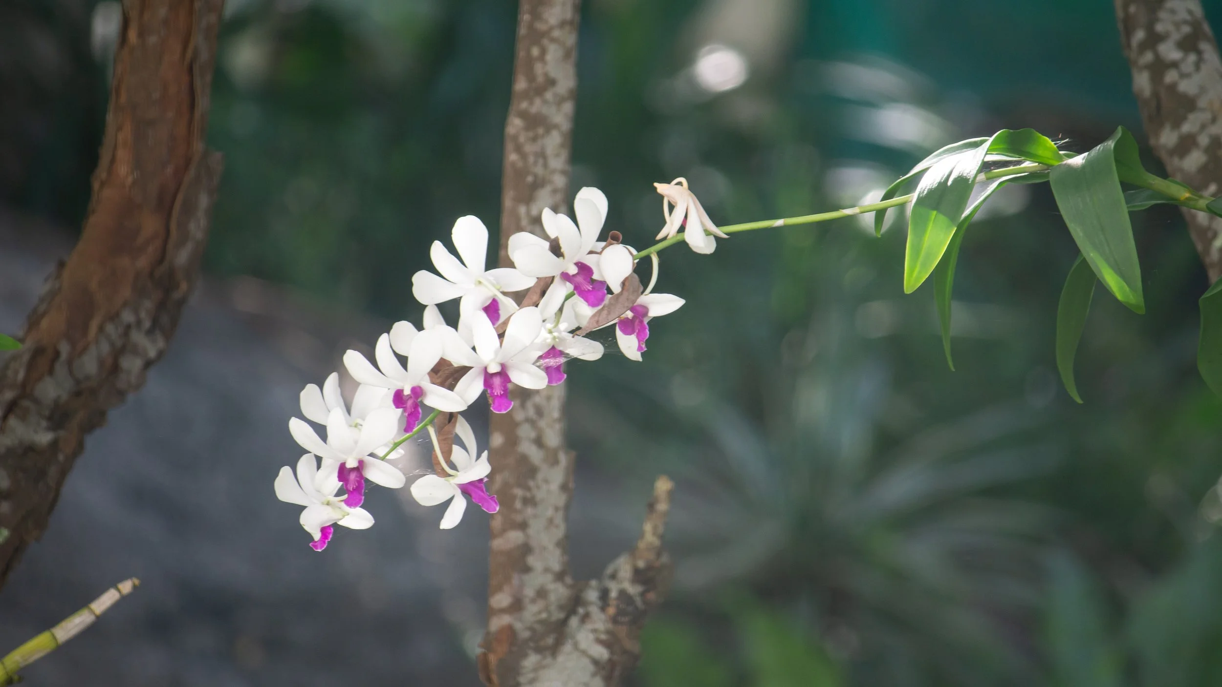 Holcoglossum amesianum x sib