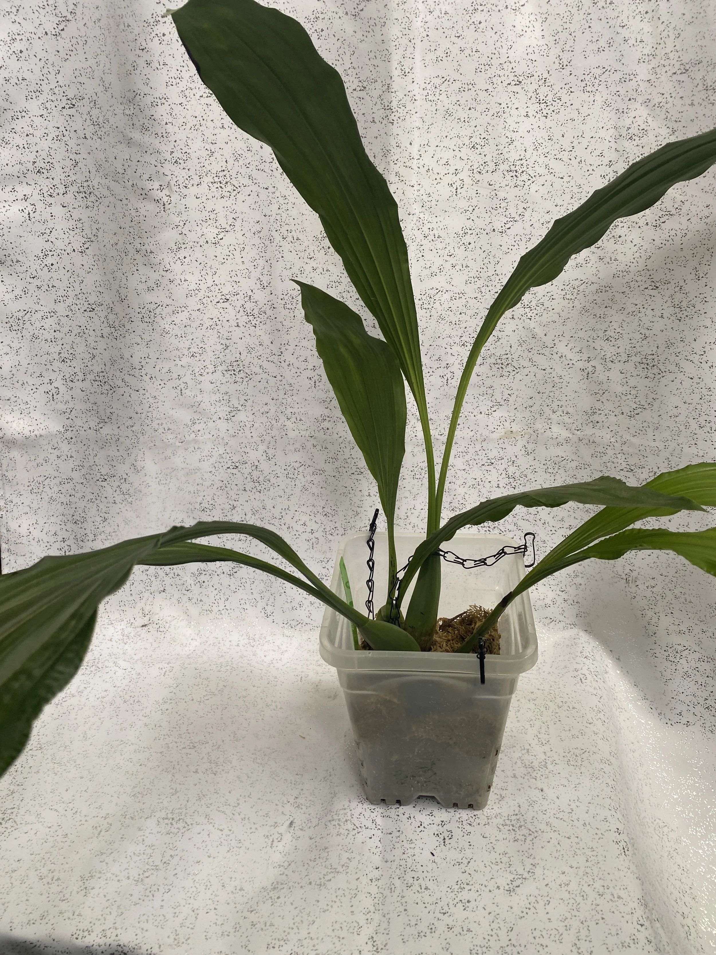 Coelogyne massageana