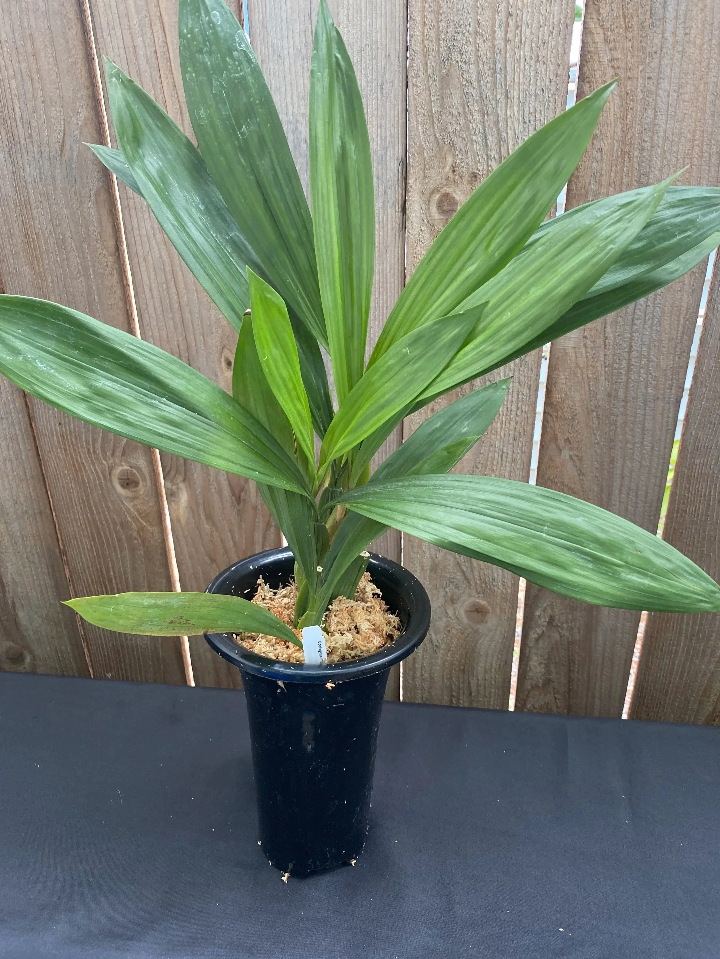 Coelogyne-Mayeriana-in-seven-inch-pot.jpg