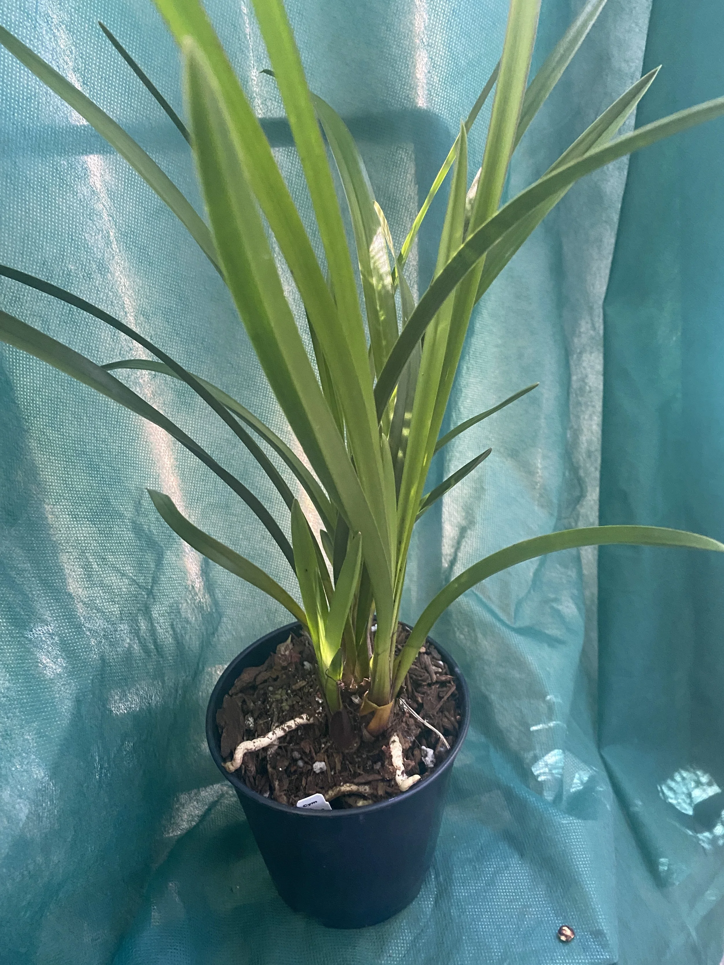 Cymbidium-Black-Forest-Dark-Spirit-x-Elderberry-Wine-Rose.jpeg