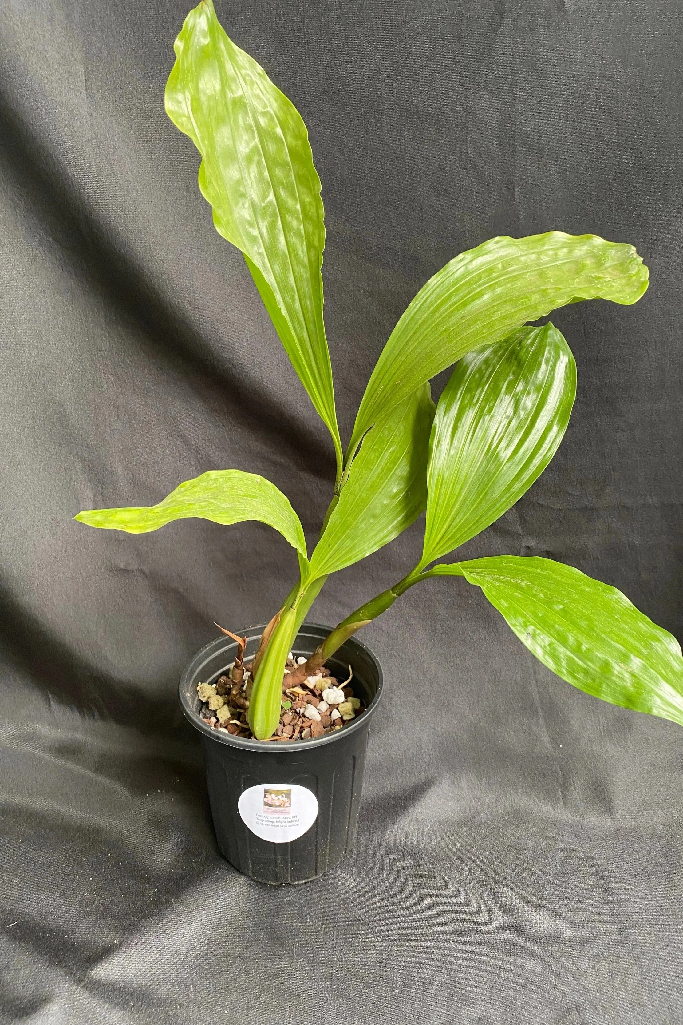 coelogyne-rochussenii-mooreana-with-huge-green-leaves-blooming-size.jpg