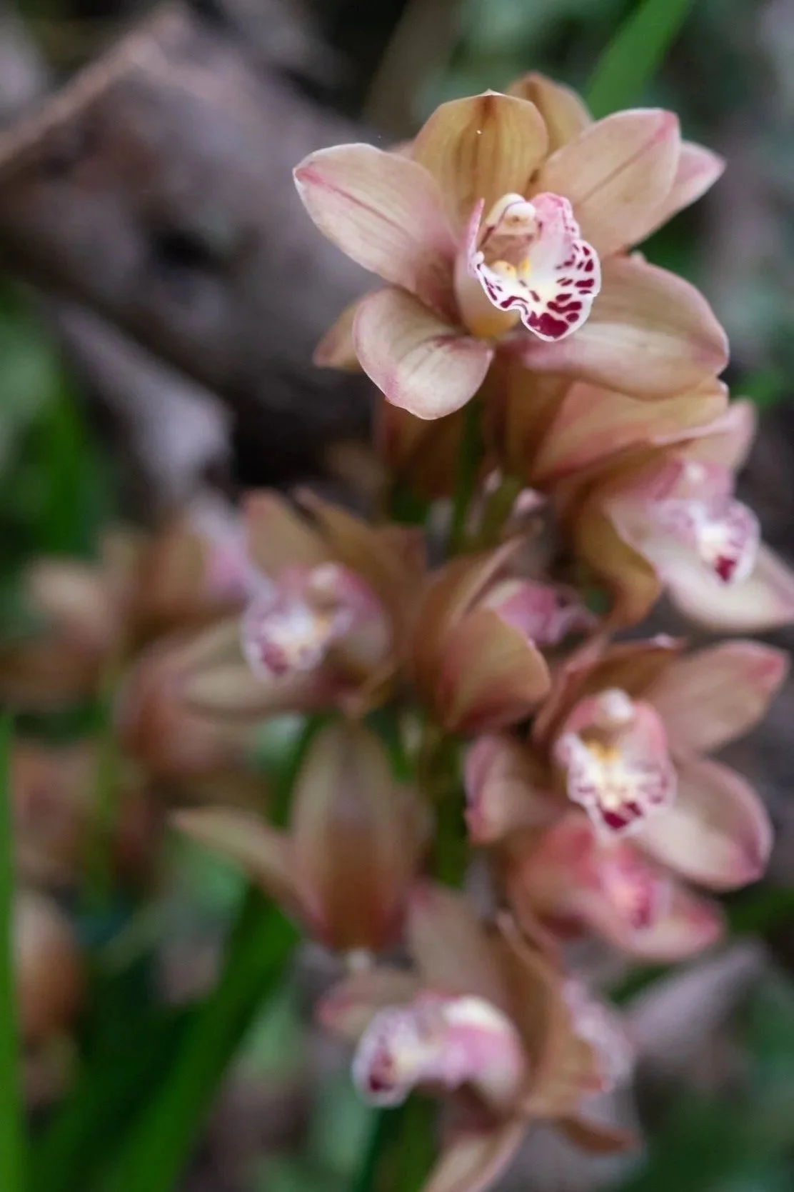 Cymbidium Black Peter 'Captain Midnight' x Street of Gold