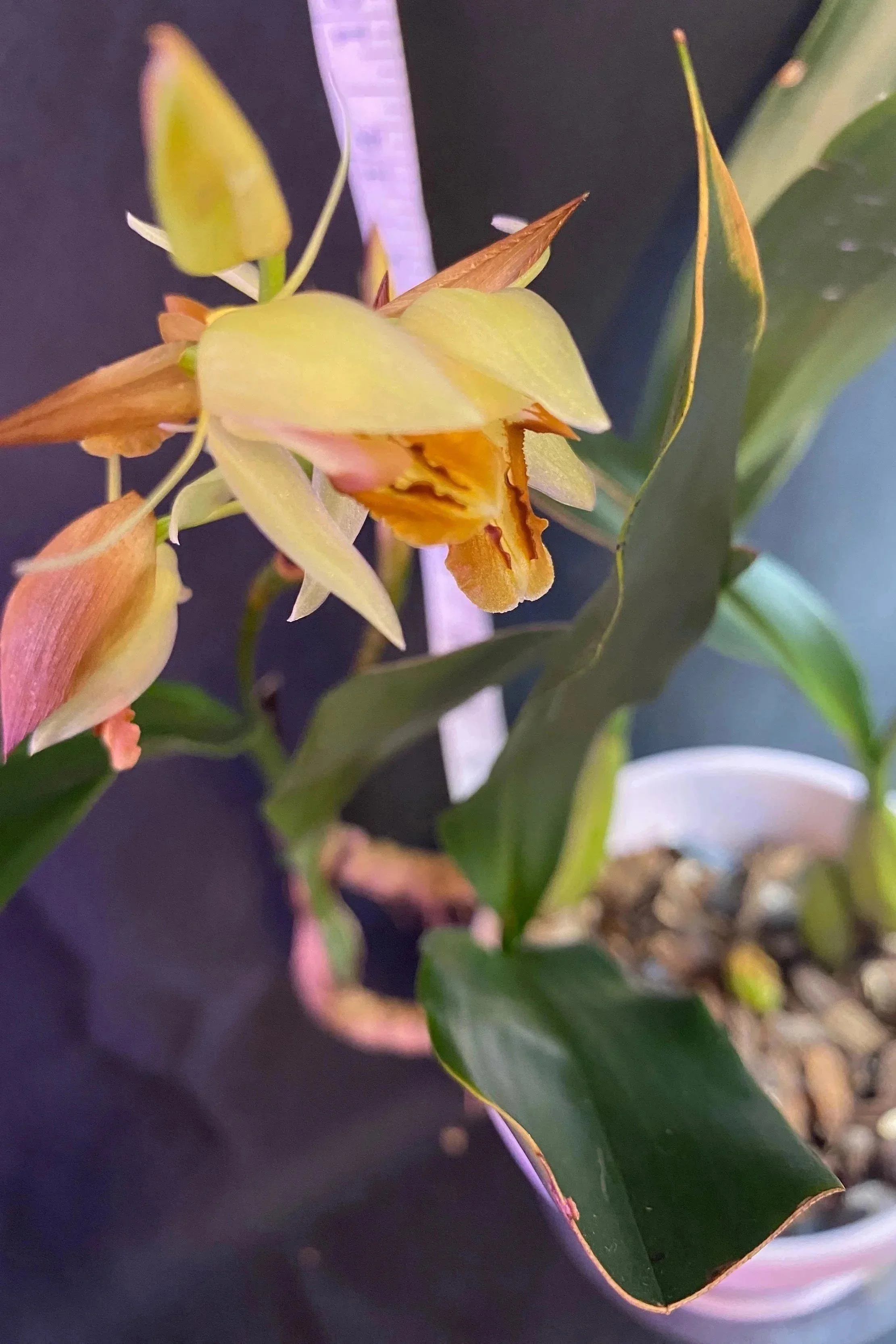 Coelogyne ovalis