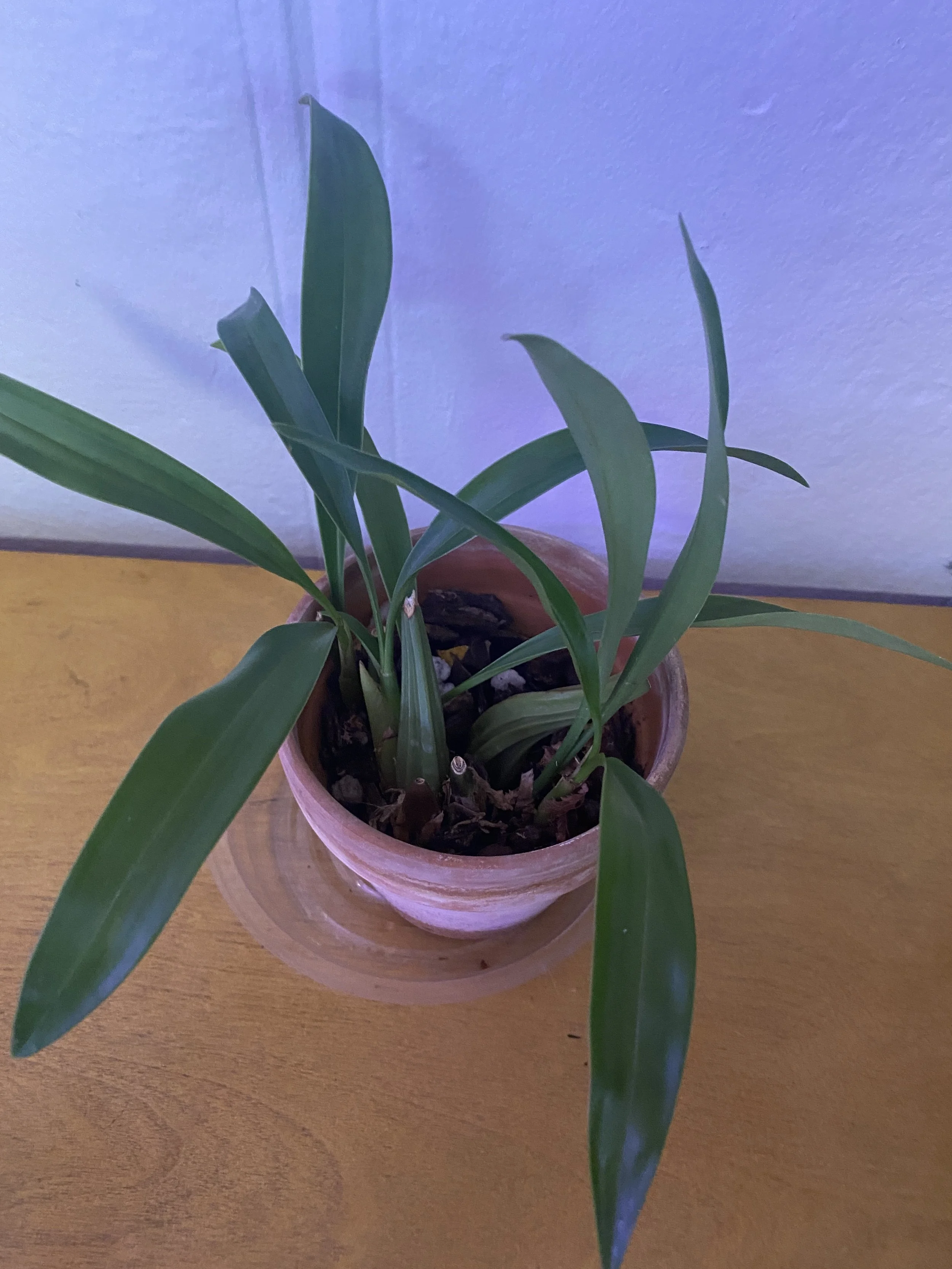 coelogyne-flaccida-blooming-size-in-four-inch-pot.jpeg