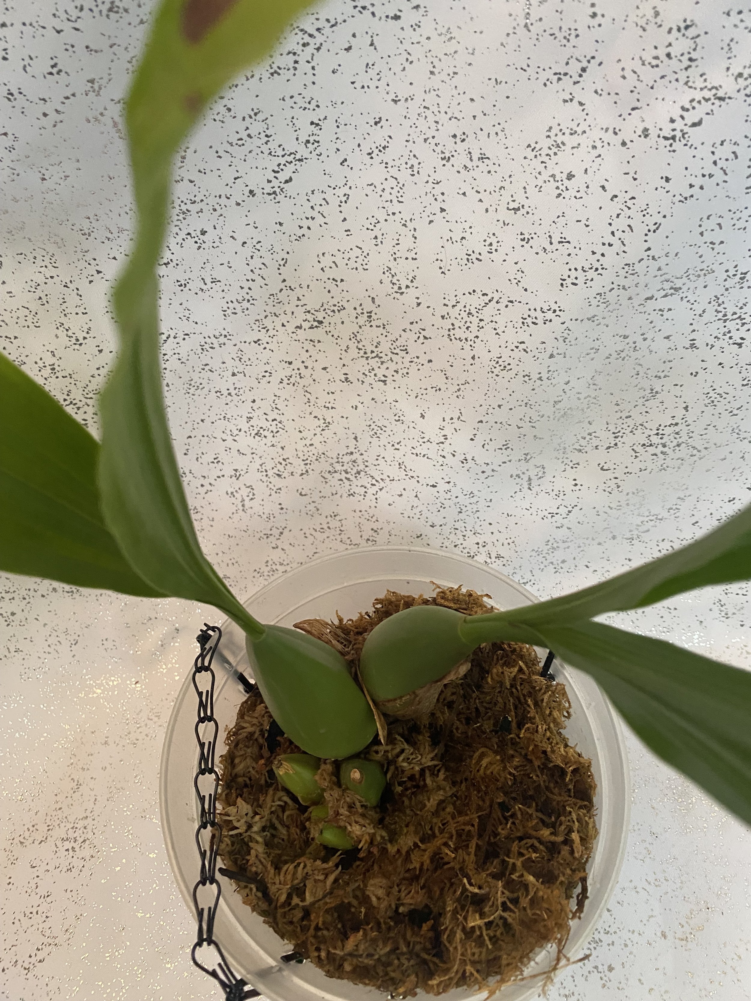 Coelogyne-Mooreana-Westonber.jpeg
