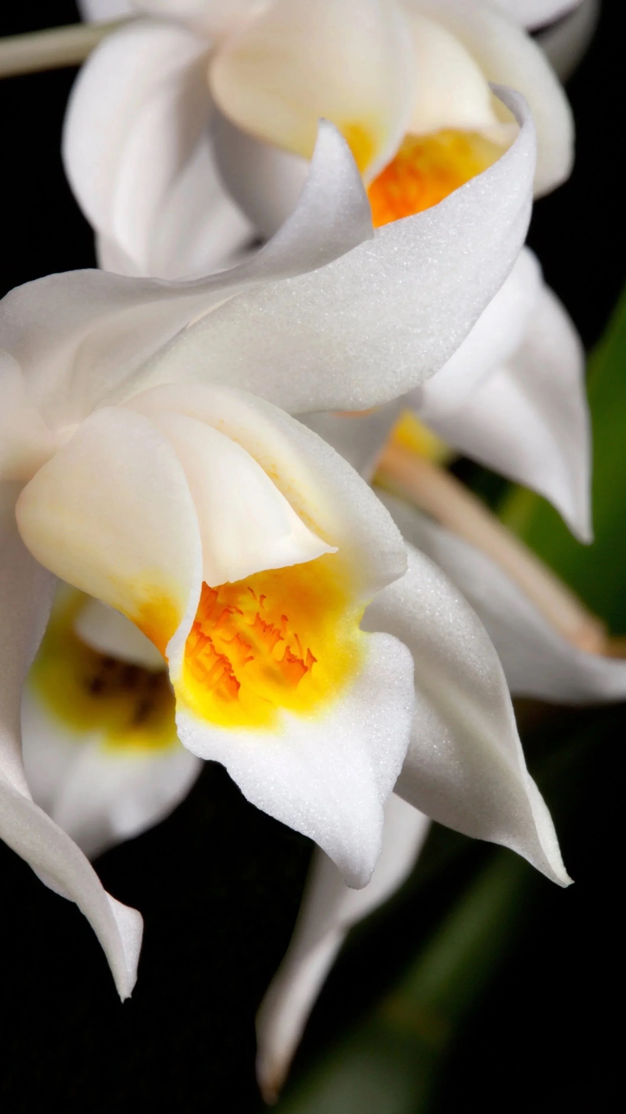 Coelogynes