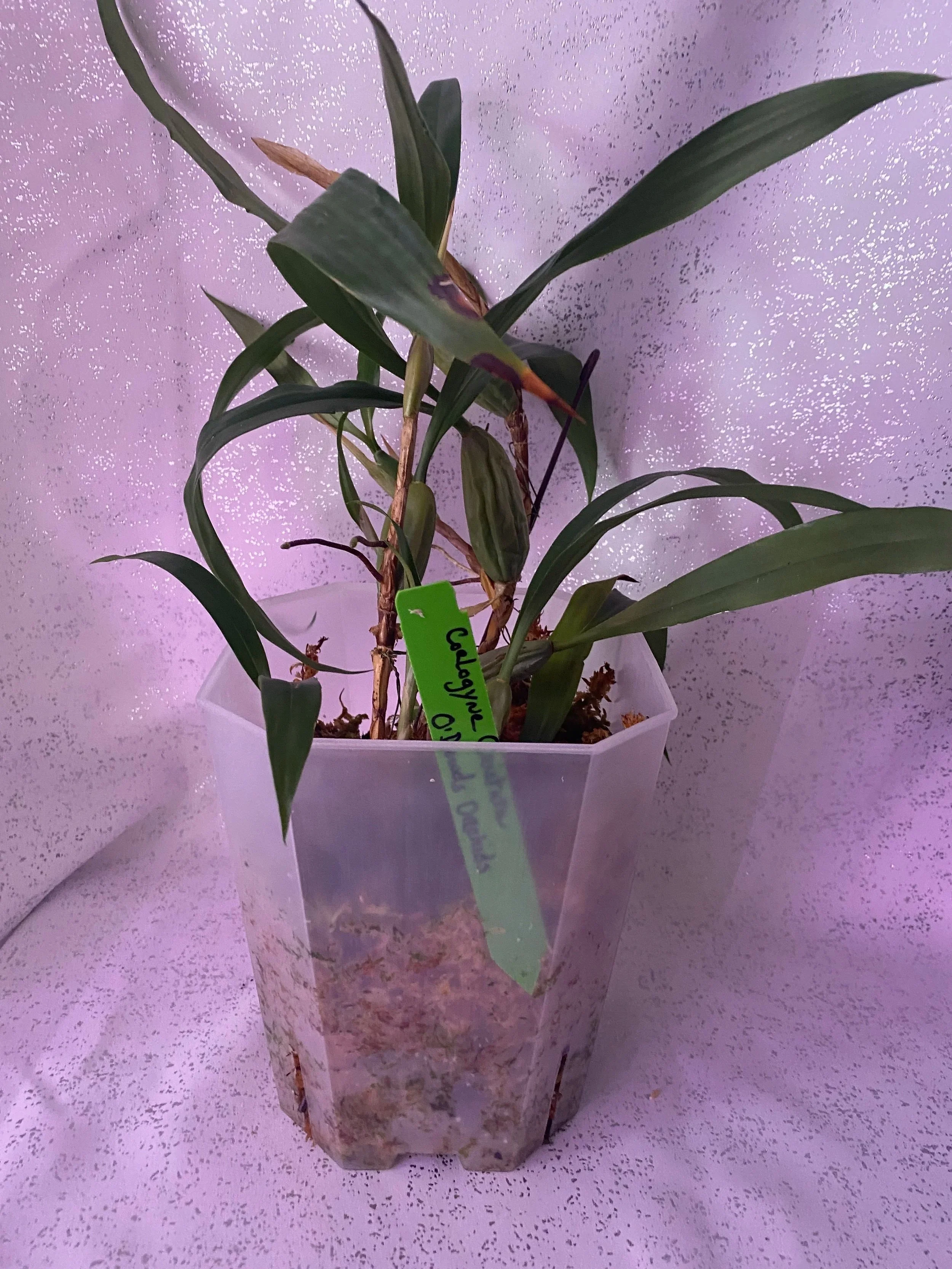Coelogyne-Cristata-in-five-inch-pot.jpg